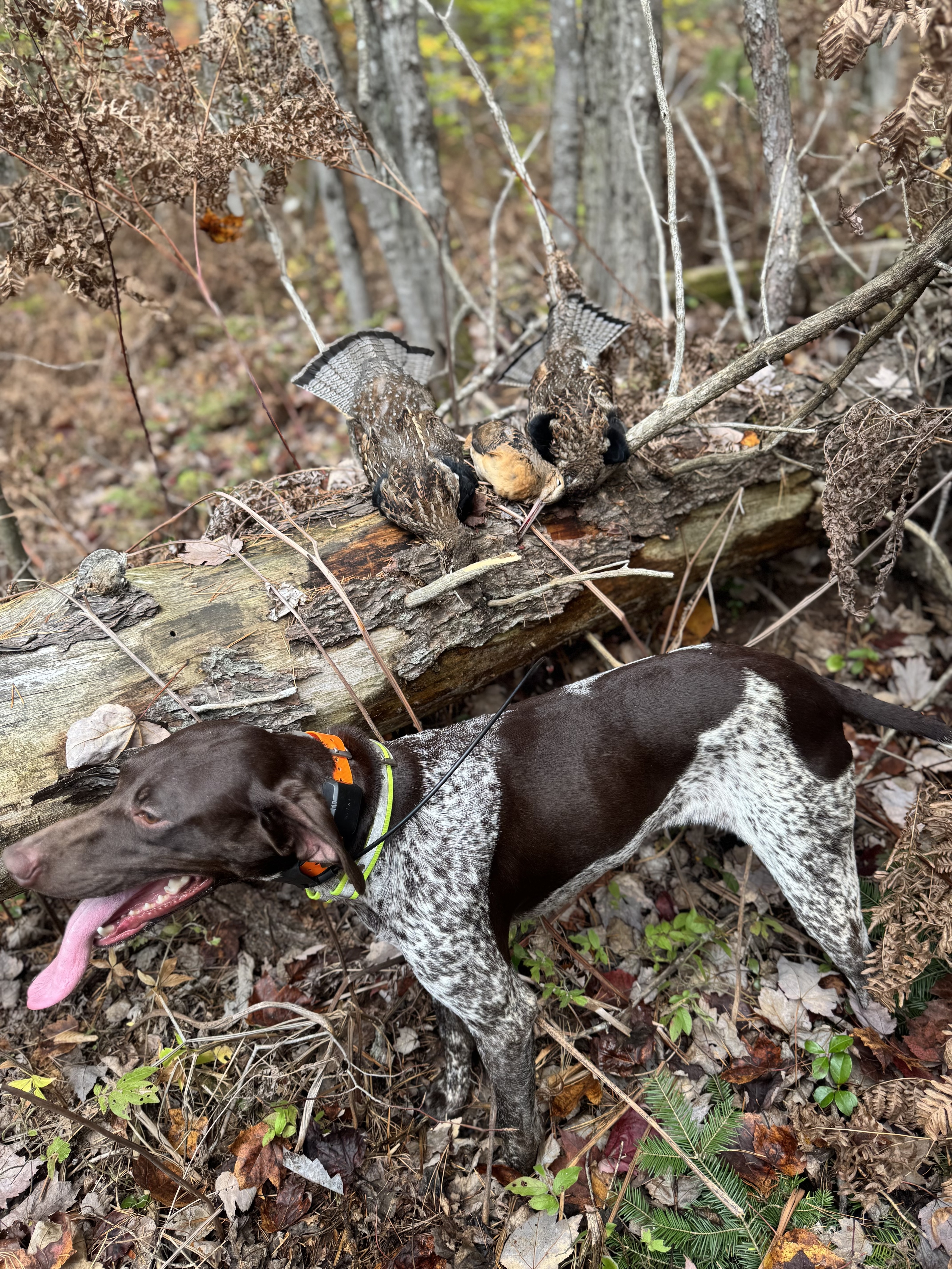 A German Shorthaired Pointer with two harvested ruffed grouse on a log in the Upper Peninsula woods.