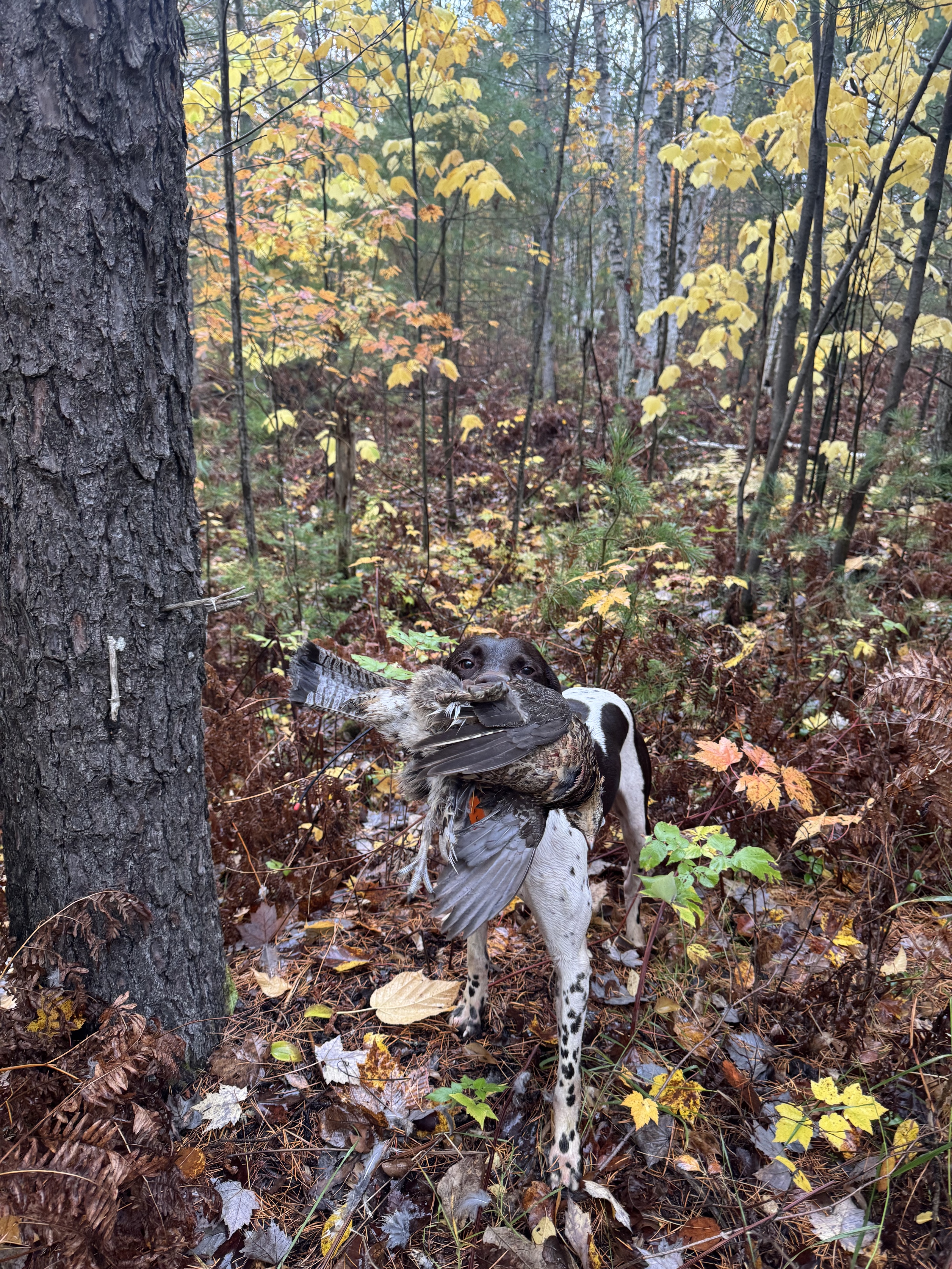 Moxie, a German Shorthaired Pointer, carrying a retrieved ruffed grouse through fall birch woods.