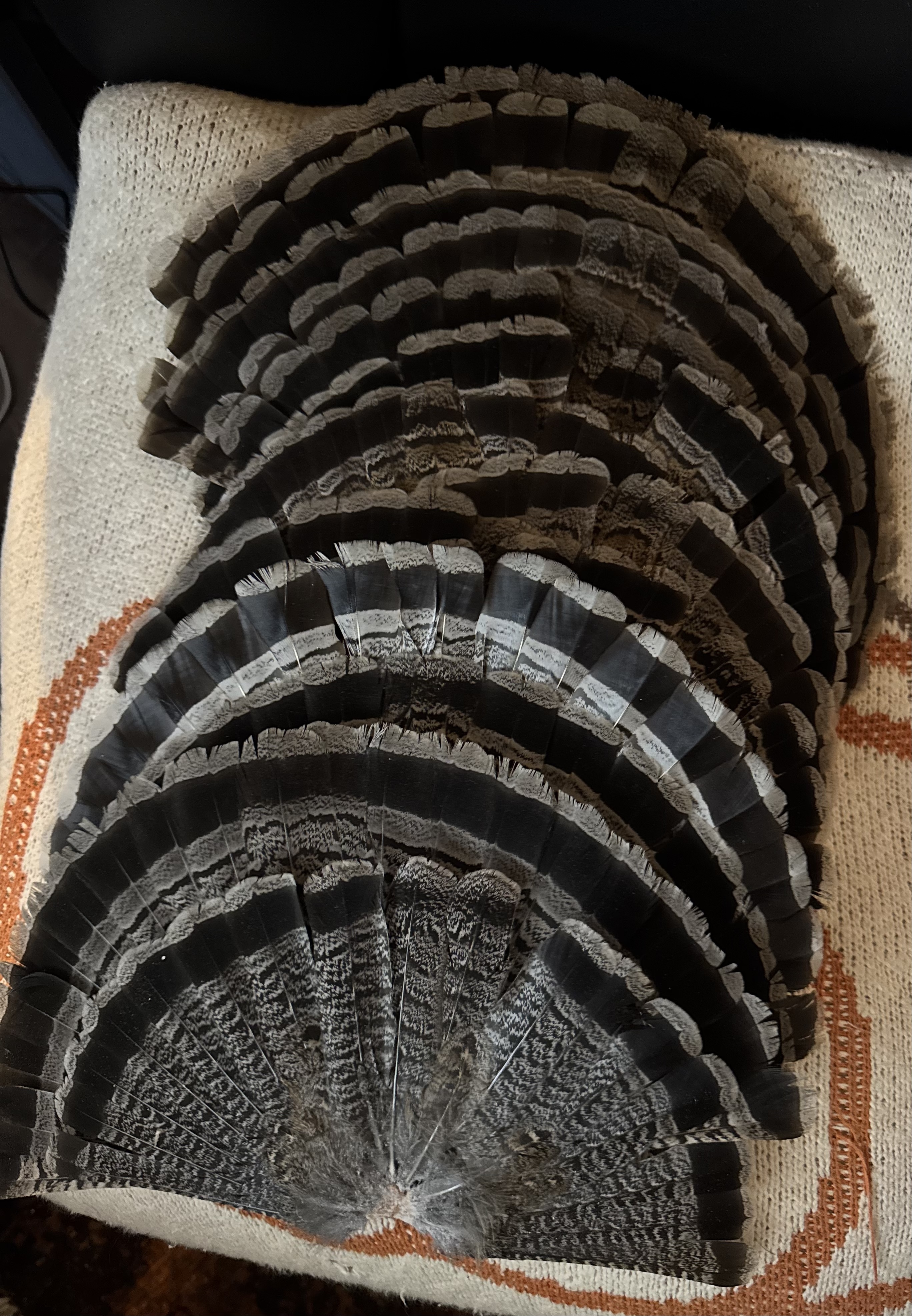 A fanned collection of ruffed grouse tail feathers.