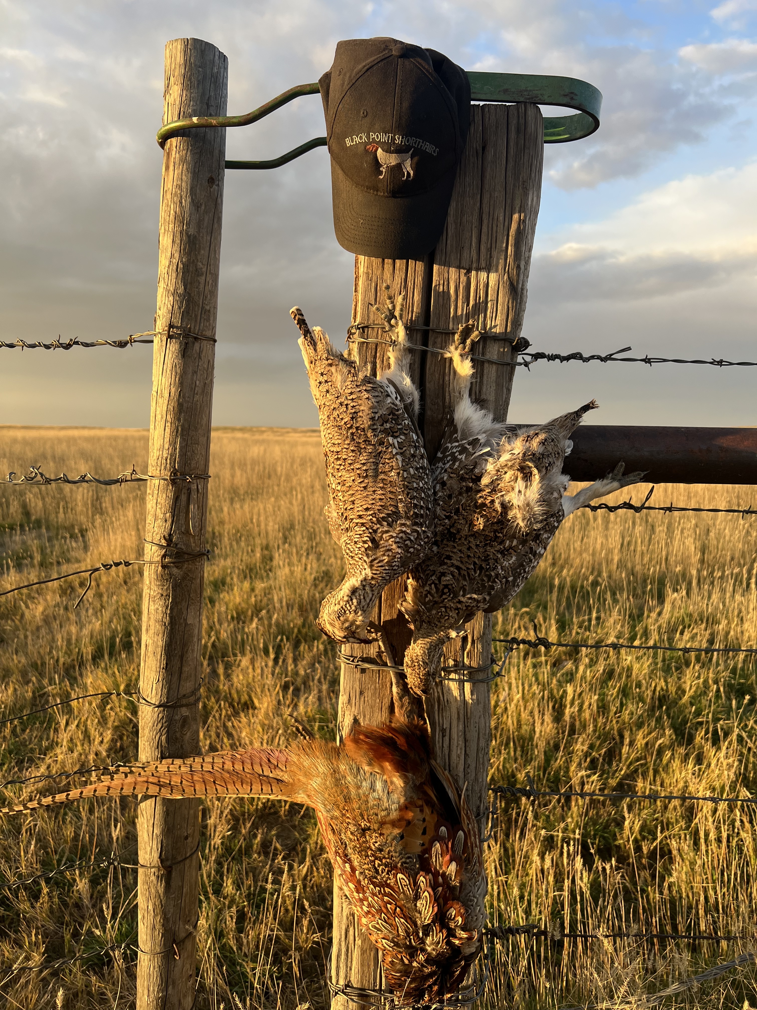 Sharptail grouse and a pheasant hang from a fence post beside a well-worn hunting cap.