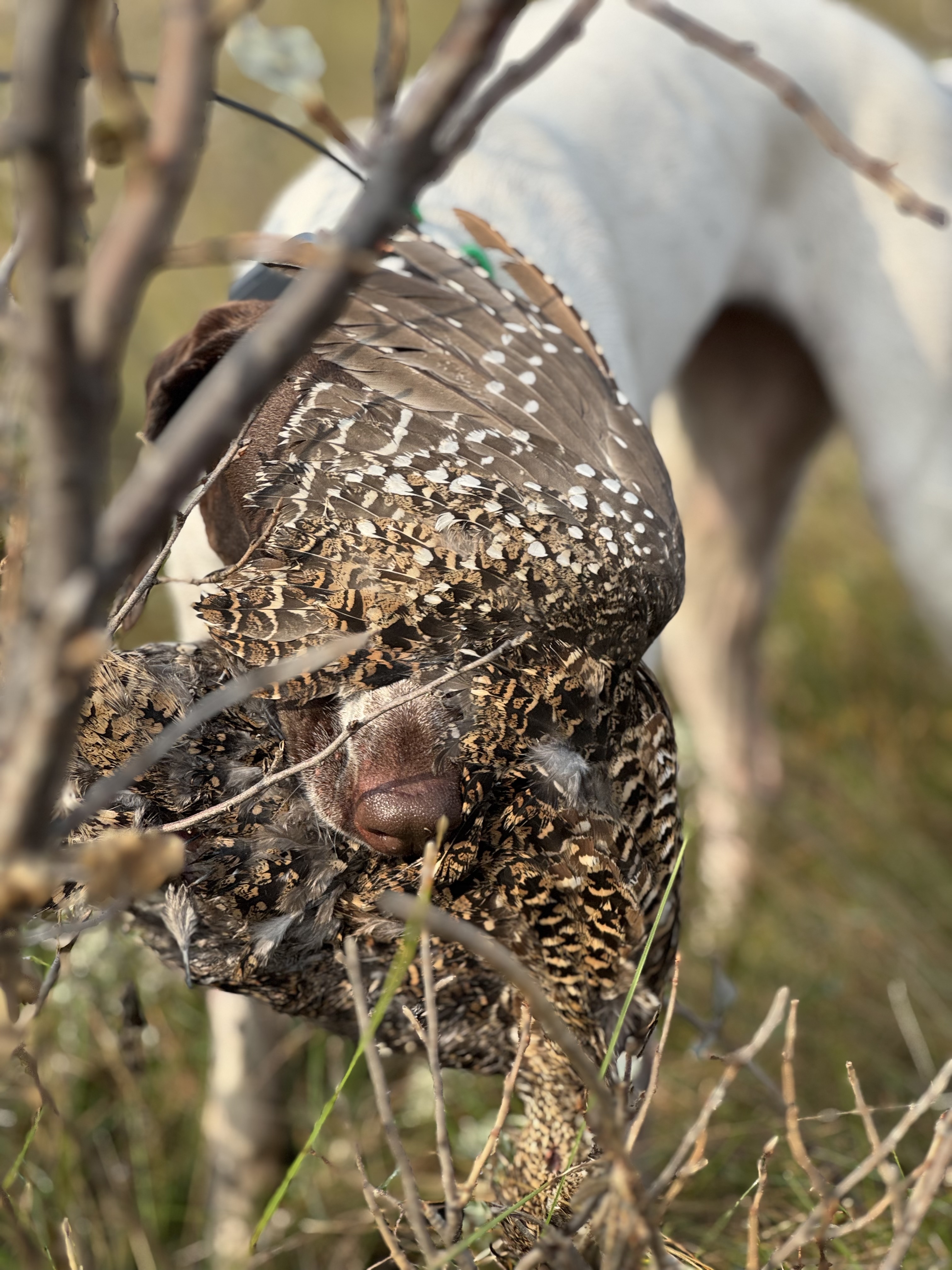 Close-up of a German Shorthaired Pointer's nose buried in grouse feathers.