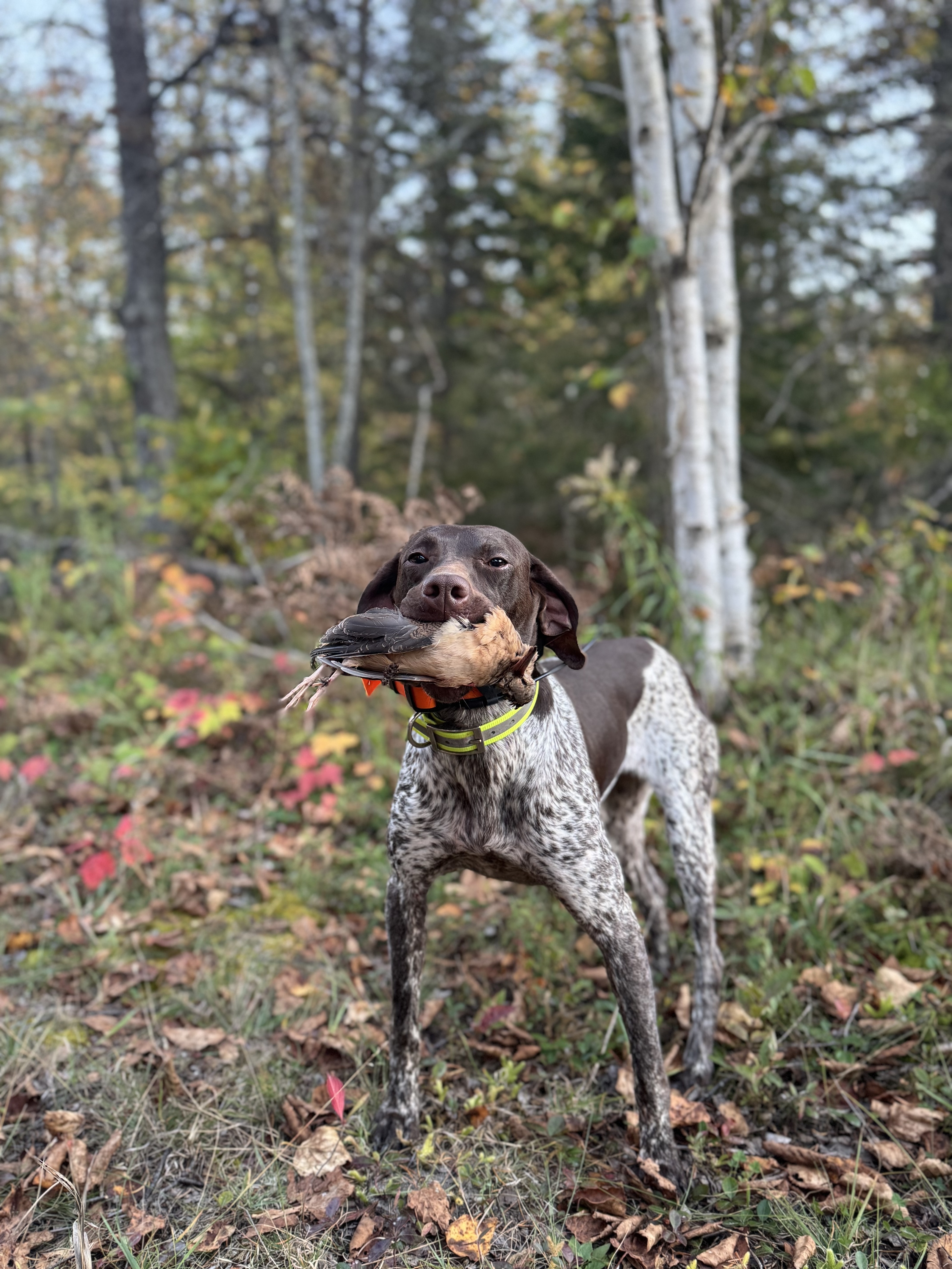 A German Shorthaired Pointer holds a retrieved bird, birch trees in the background.