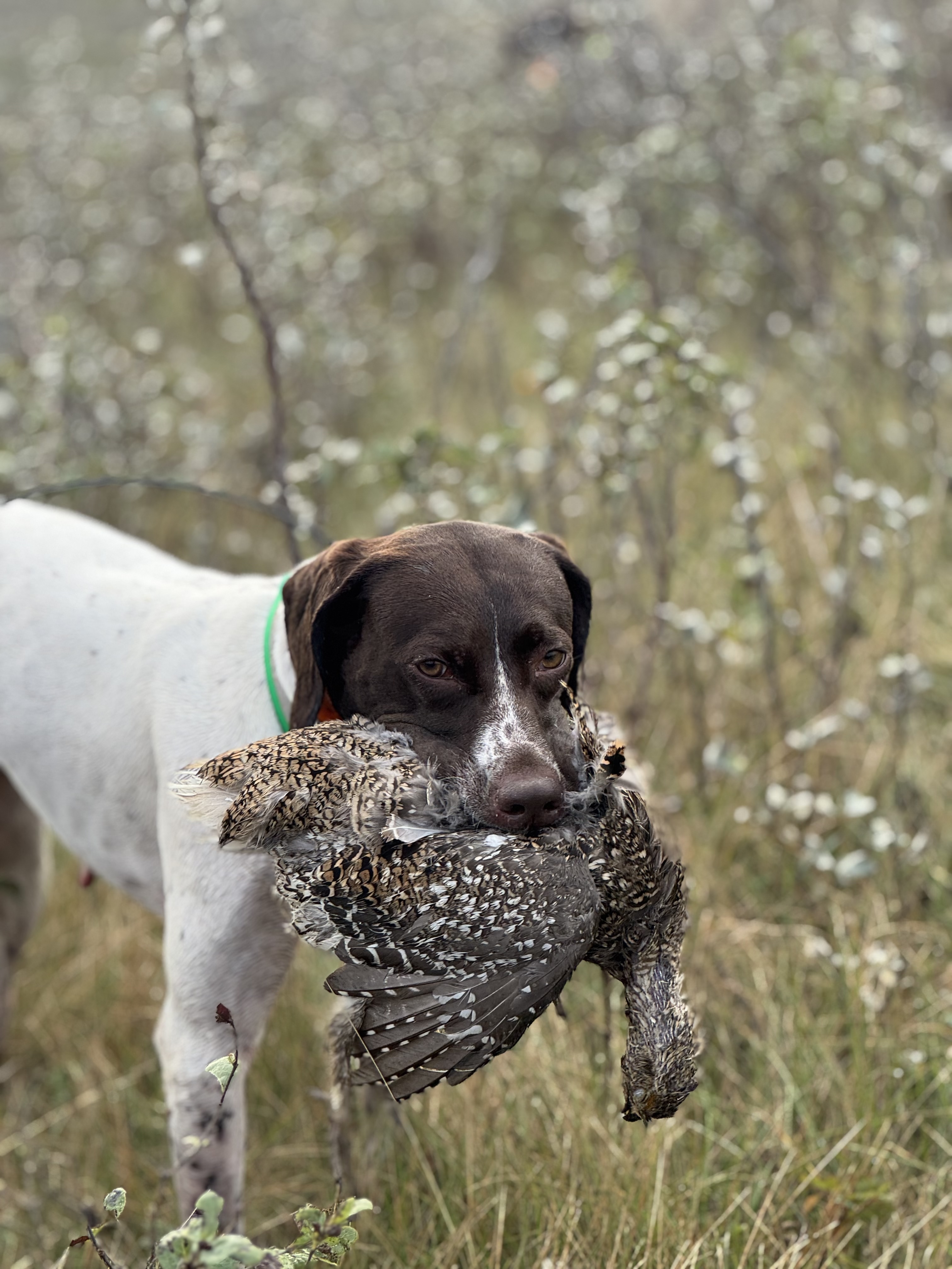 Trudy, a German Shorthaired Pointer, holding a retrieved sharptail.