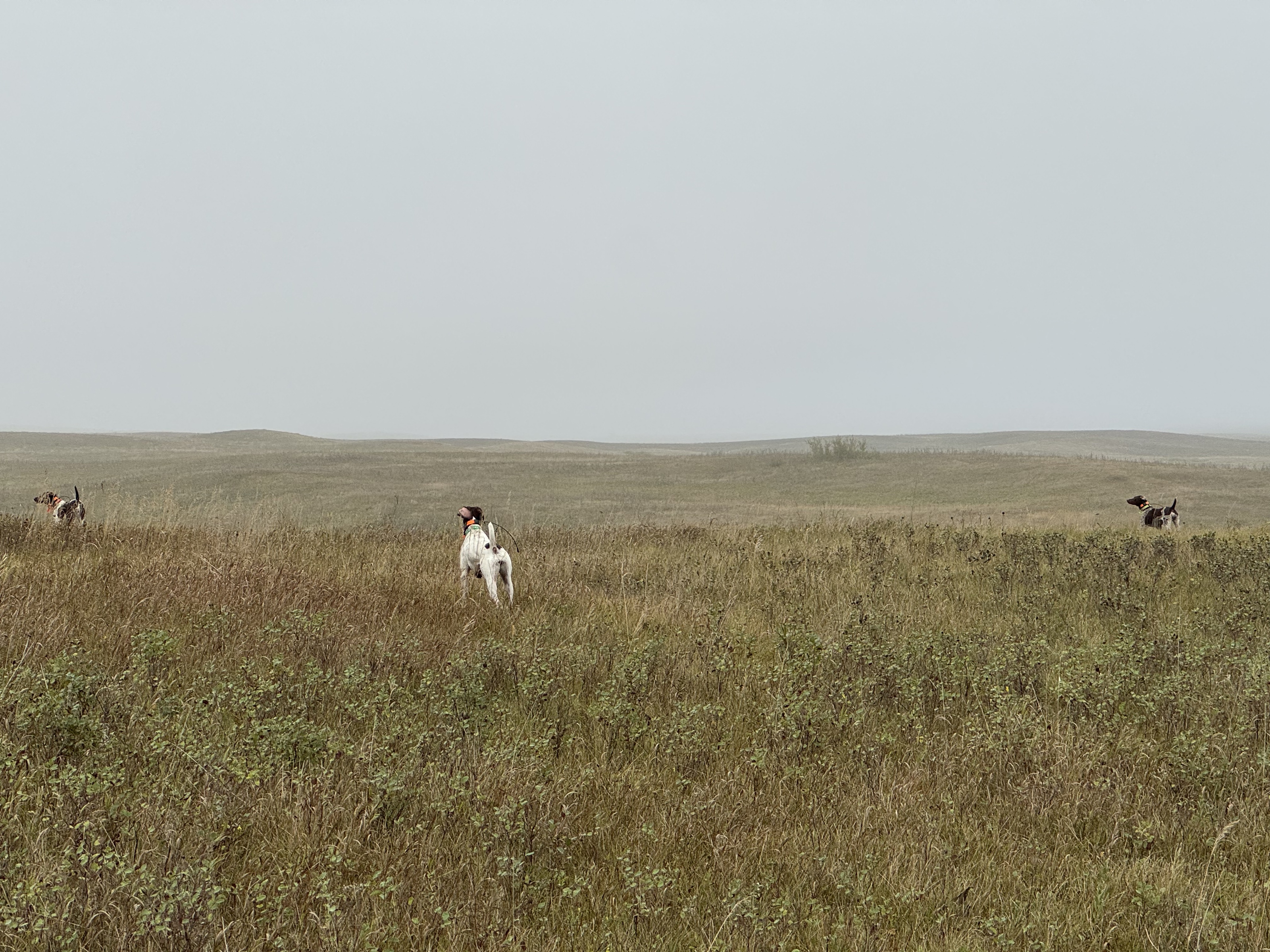 Three German Shorthaired Pointers work a foggy western prairie field, spread wide apart.