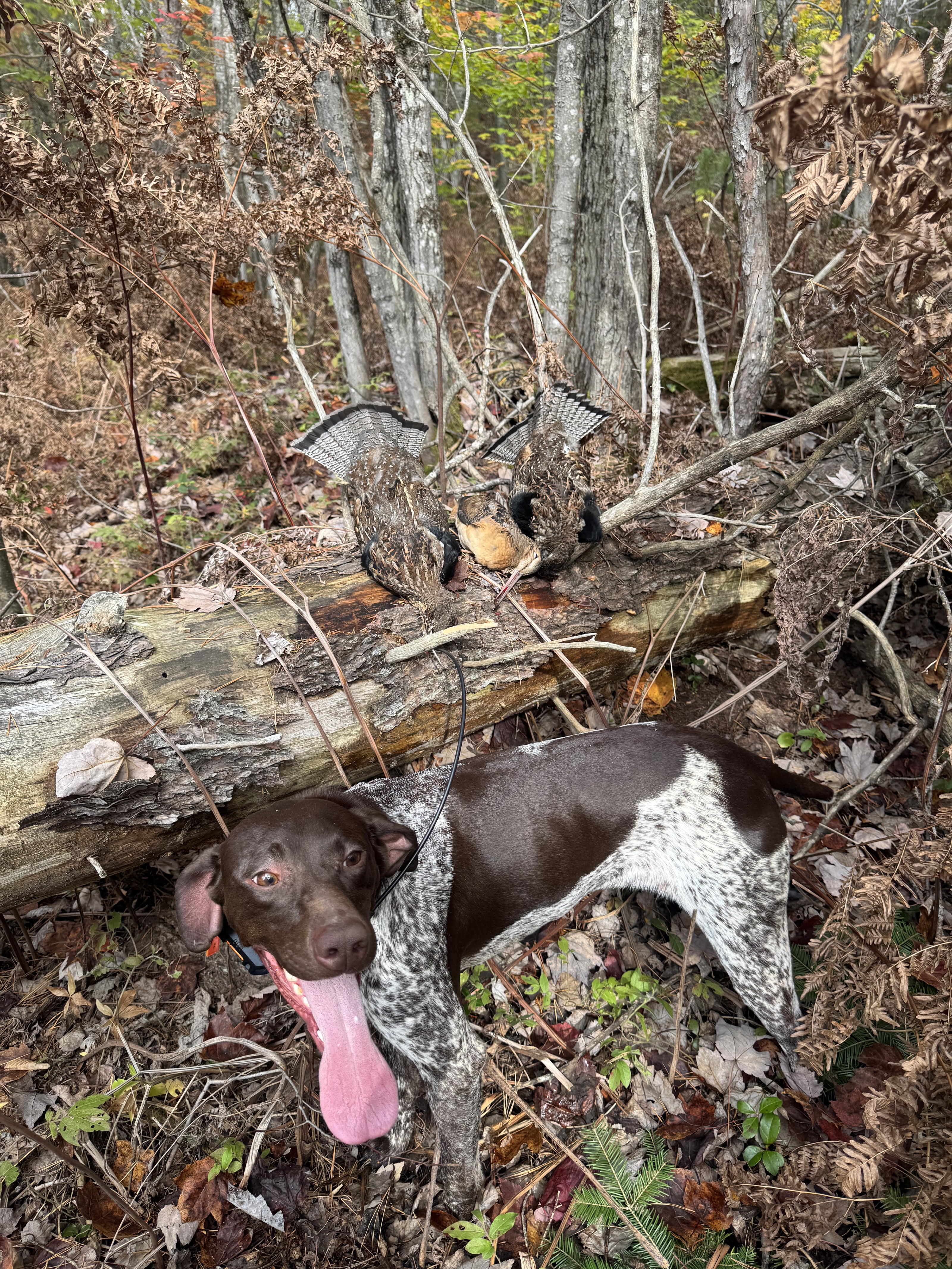 Greta, a German Shorthaired Pointer, beside two harvested ruffed grouse on a log.