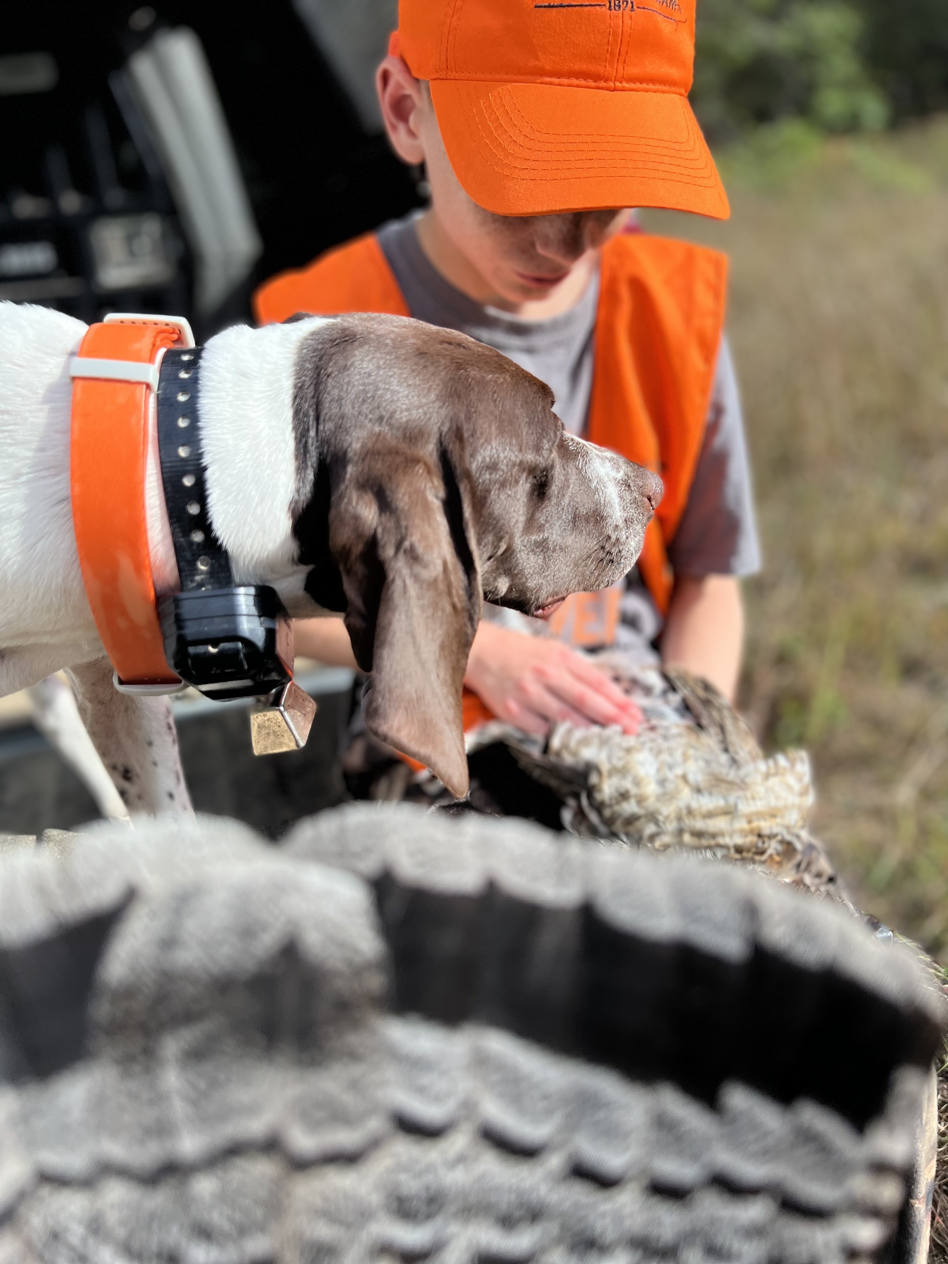 A boy's hand rests on a German Shorthaired Pointer's head on a tailgate, harvested birds soft in the background.