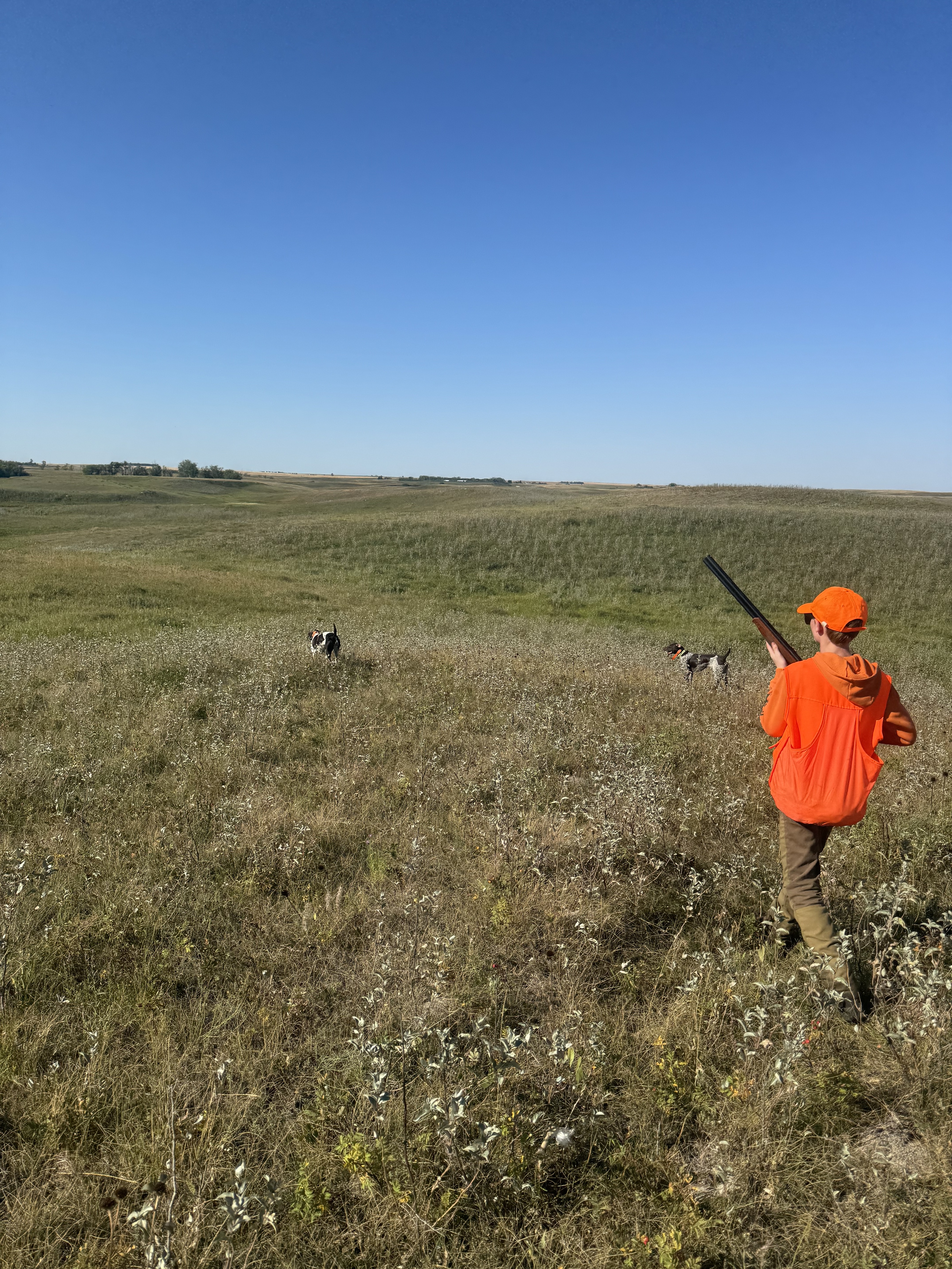 A young hunter shoulders his shotgun as two GSPs point in the distance under a clear blue sky.