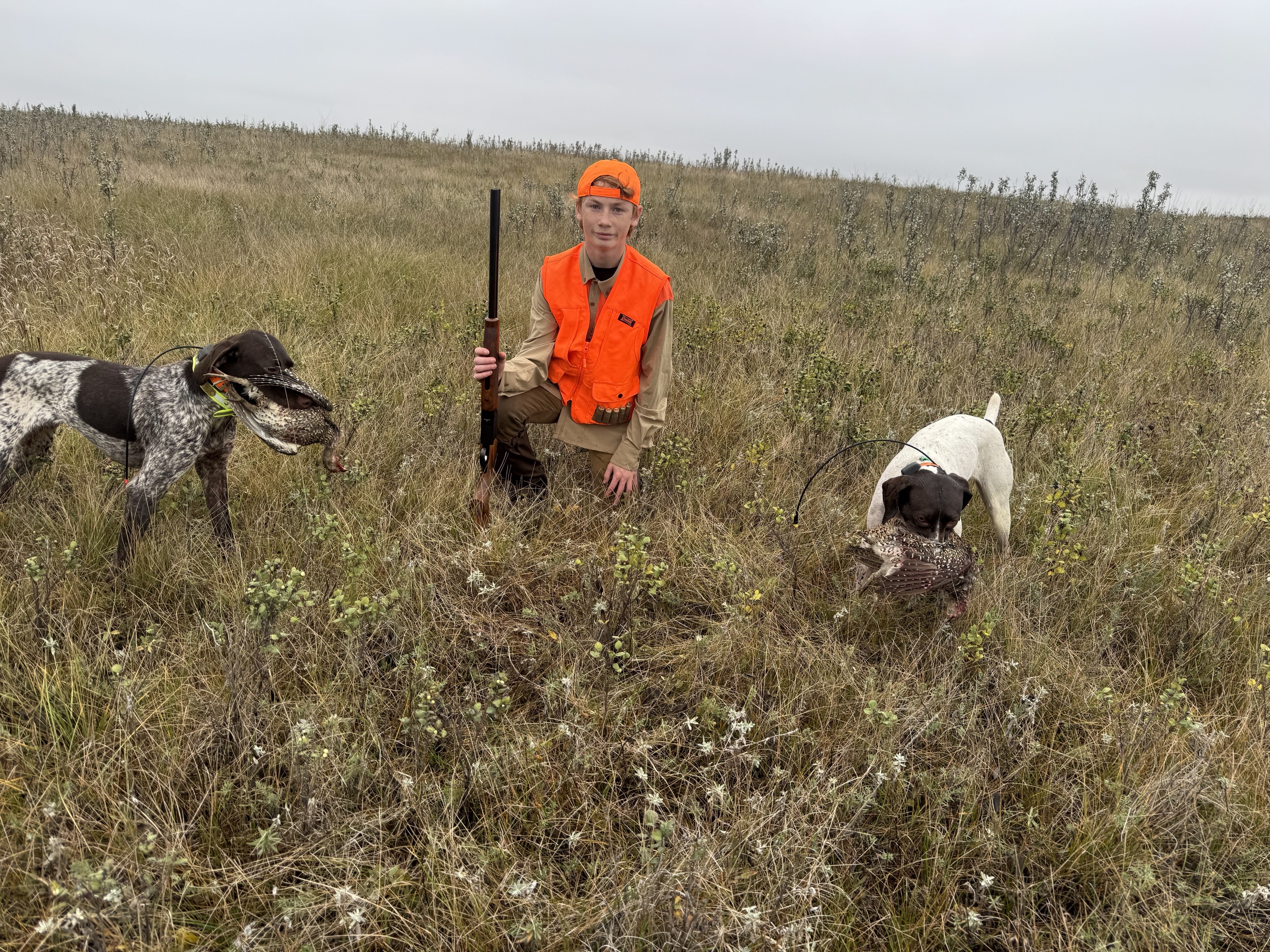 A young hunter kneels with his shotgun between two German Shorthaired Pointers, each carrying a retrieved bird, on the western prairie.