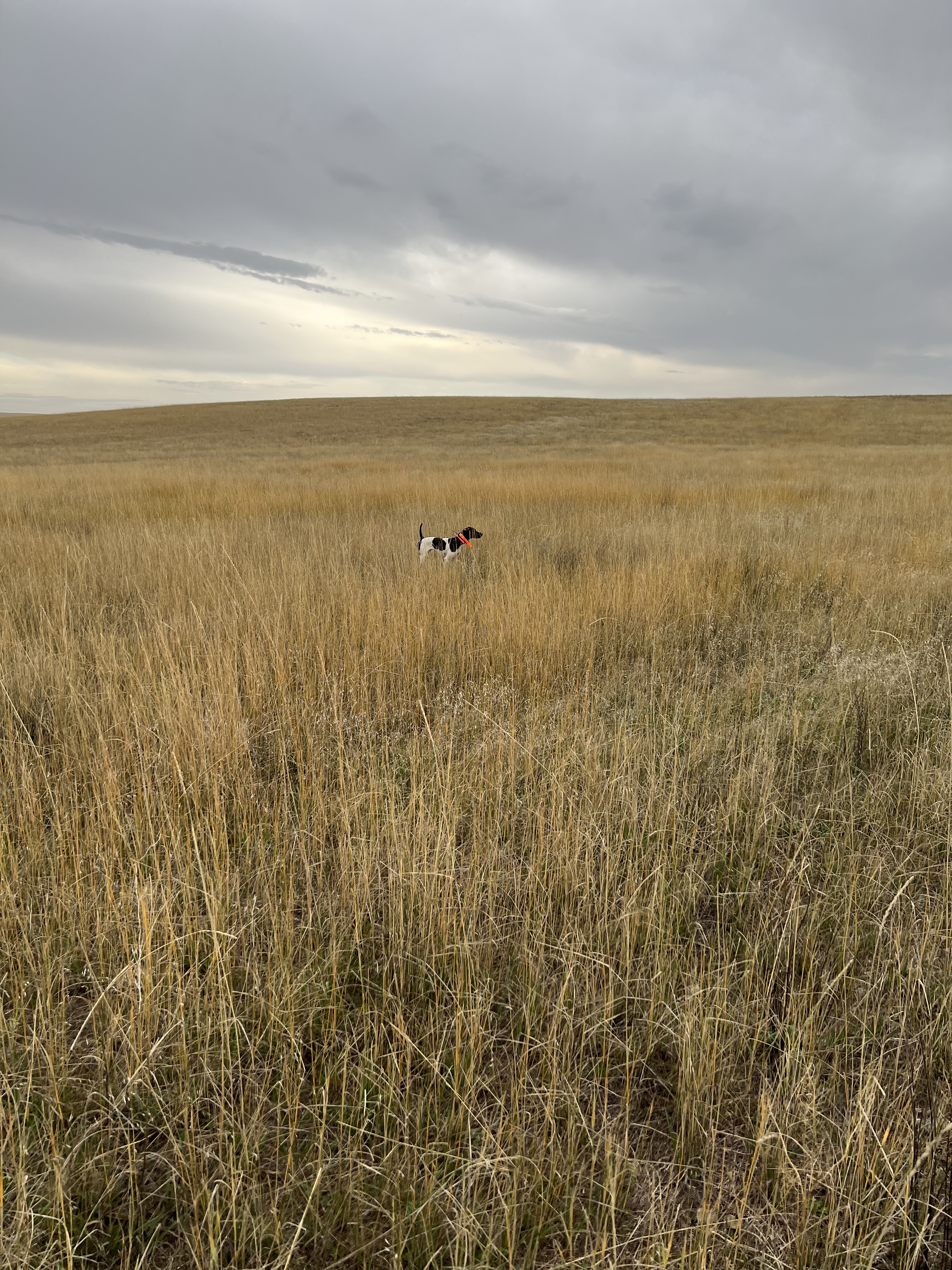 A single German Shorthaired Pointer stands small under a vast prairie sky.