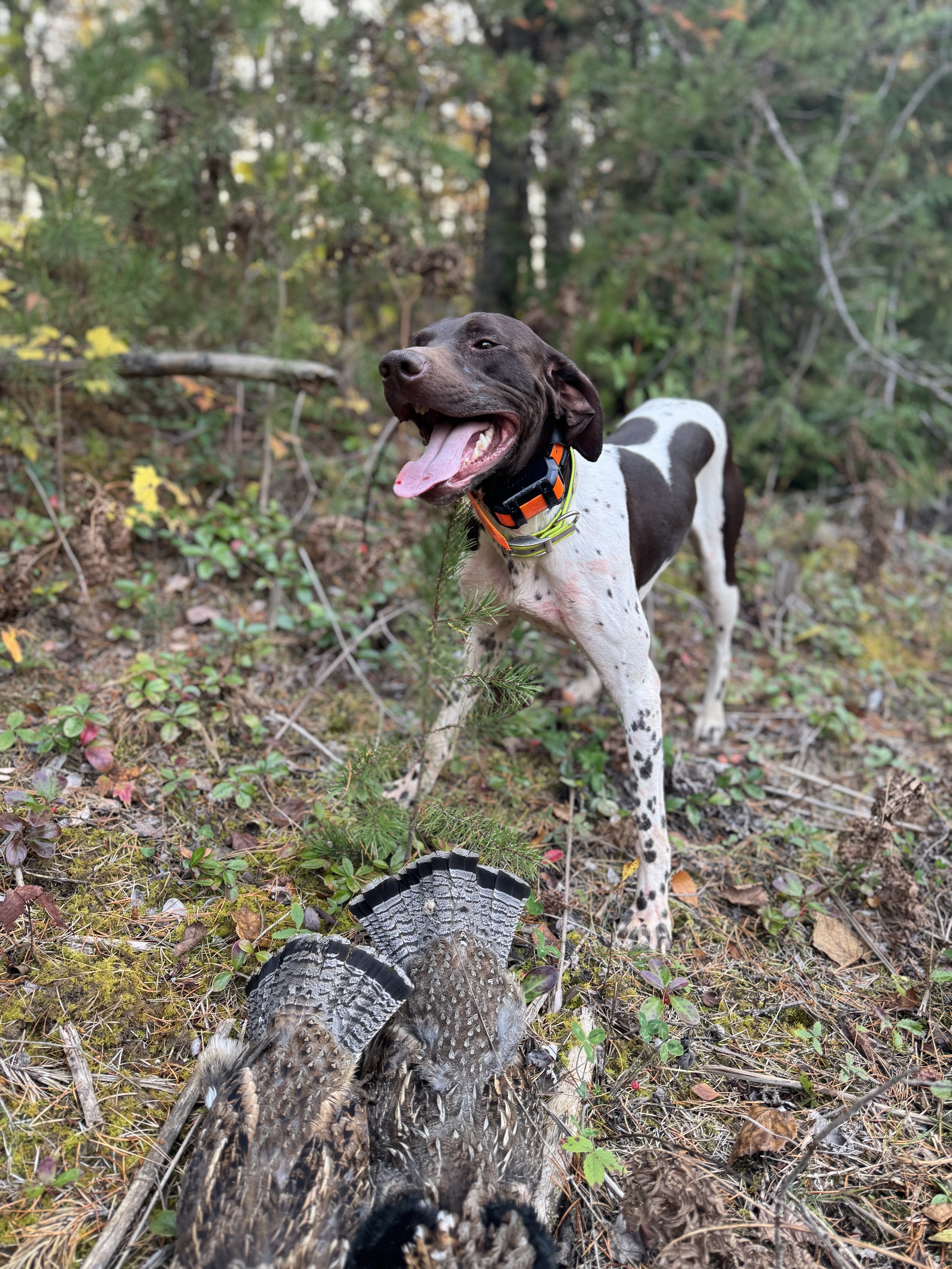 Moxie, tongue out and happy, beside a fanned ruffed grouse tail in the UP woods.