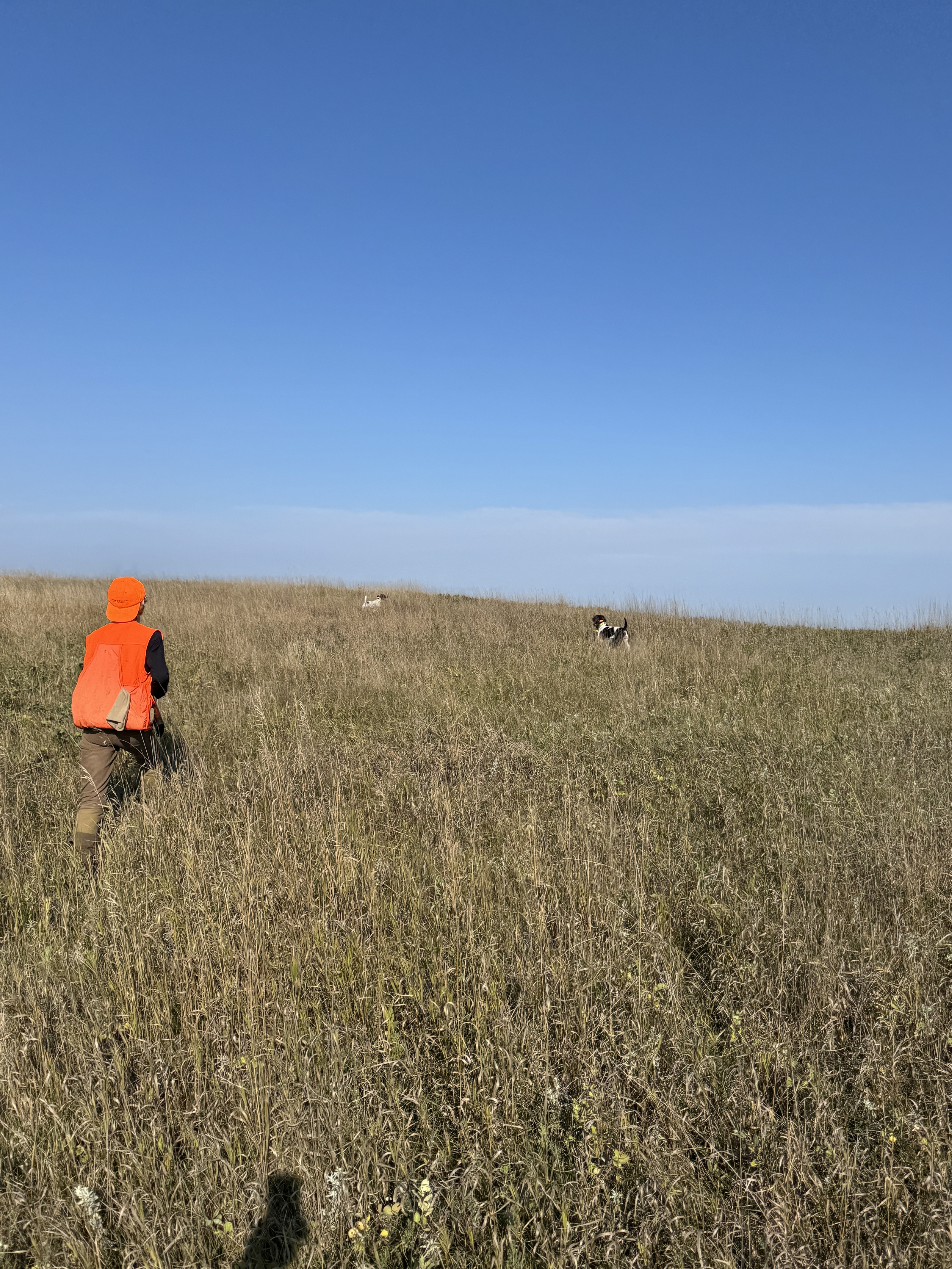 A hunter walks up on two German Shorthaired Pointers already on point under a wide blue sky on the western prairie.