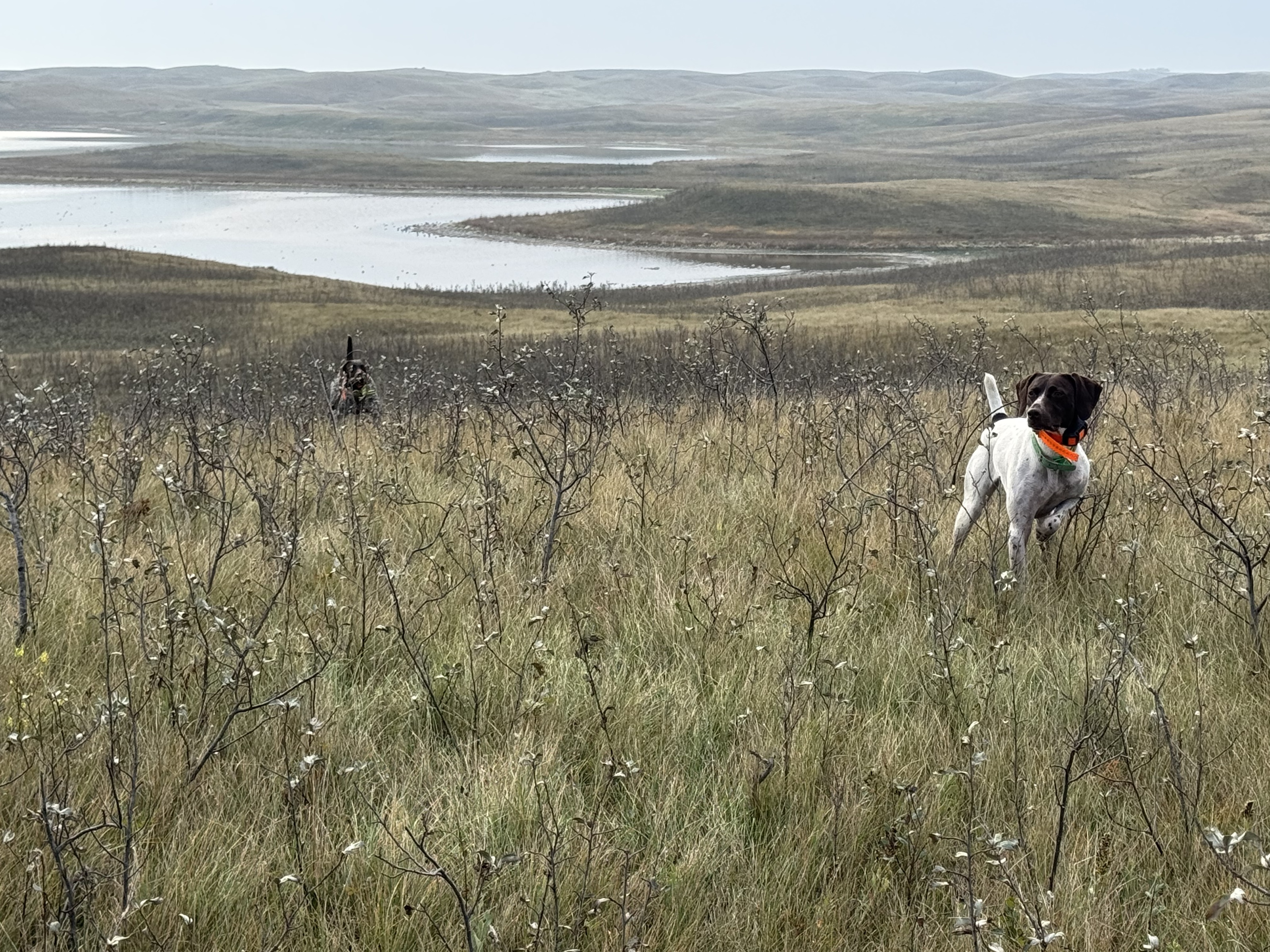 German Shorthaired Pointers on a grassy hillside above a large prairie lake in North Dakota.