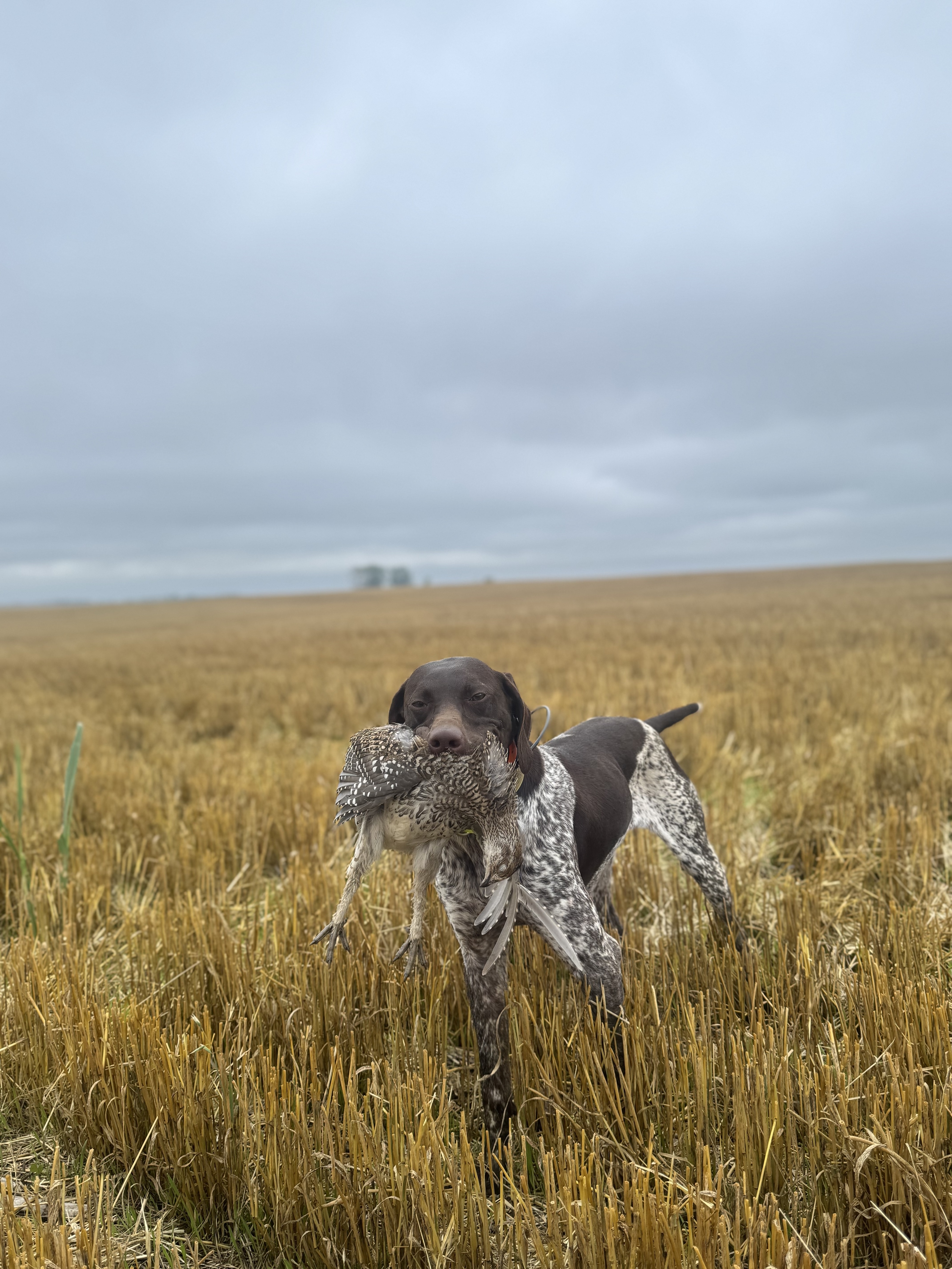 A German Shorthaired Pointer retrieves a bird across a western prairie stubble field.