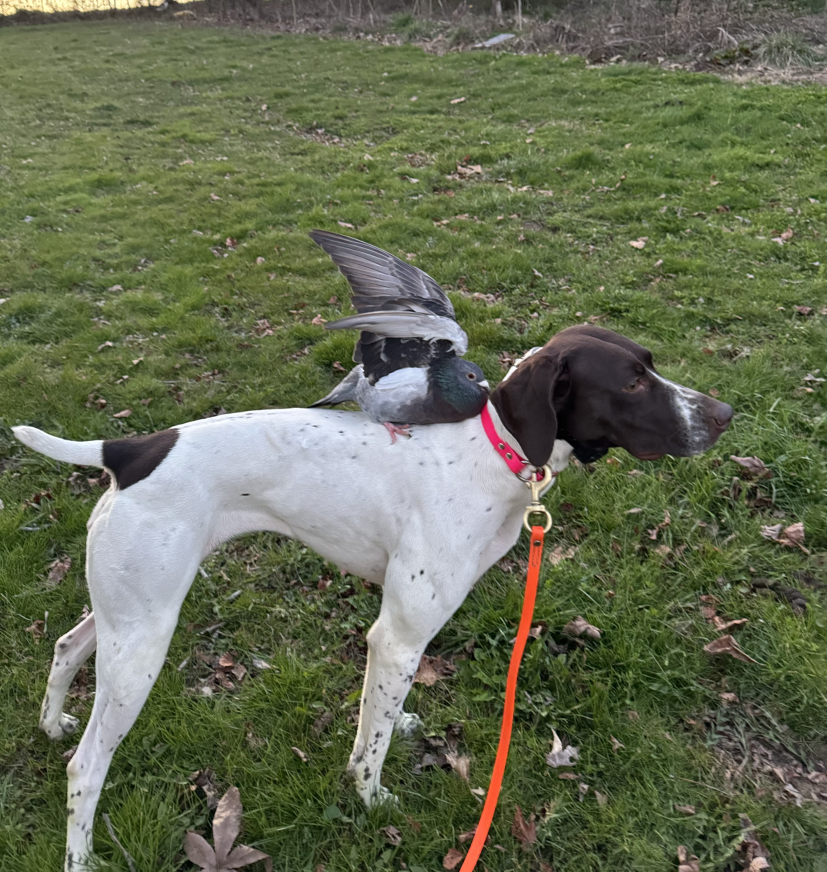 A German Shorthaired Pointer on a leash with a training pigeon perched on its shoulder.