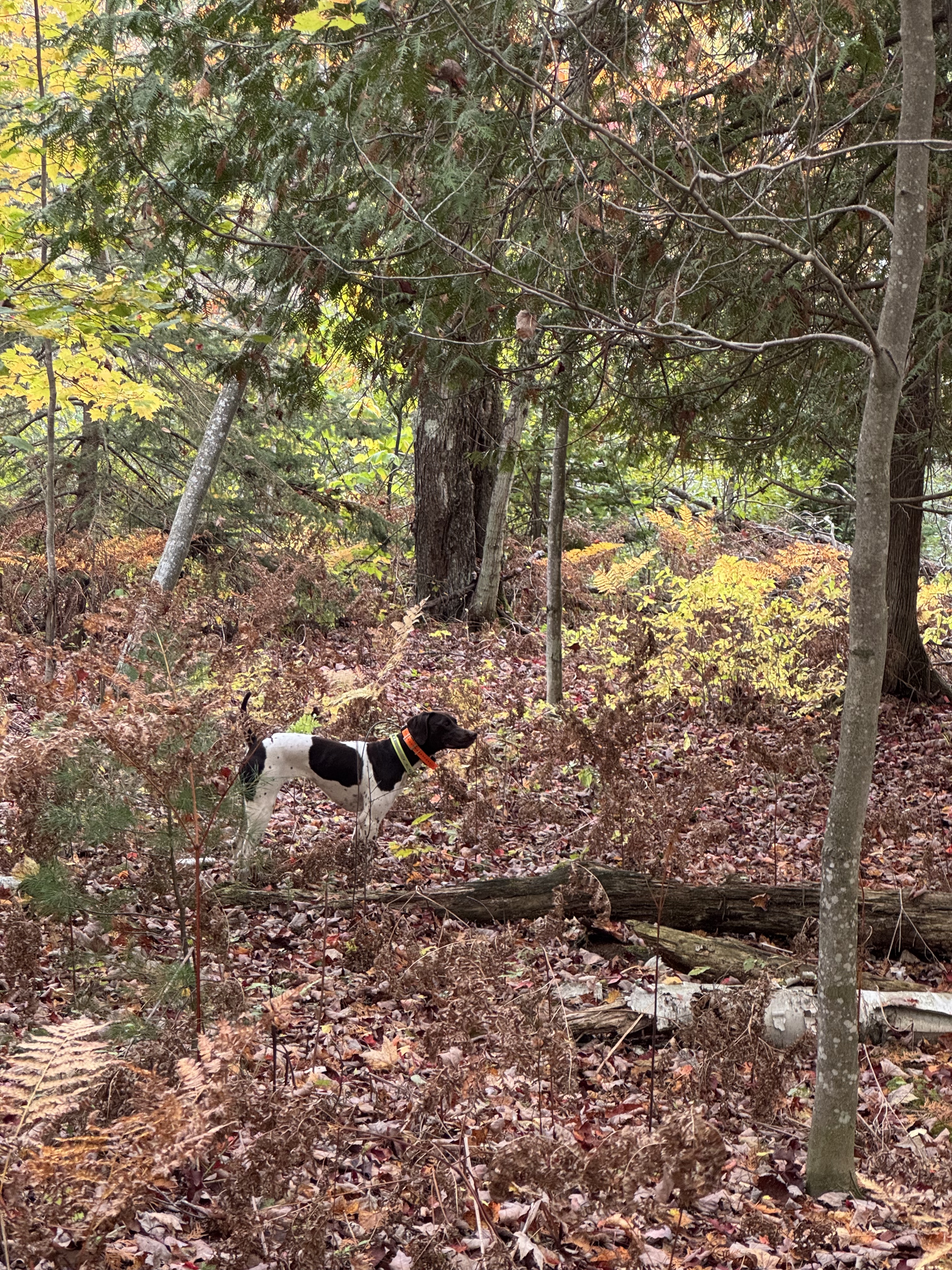 A German Shorthaired Pointer on point beside a conifer, fall color in the background, Upper Peninsula.