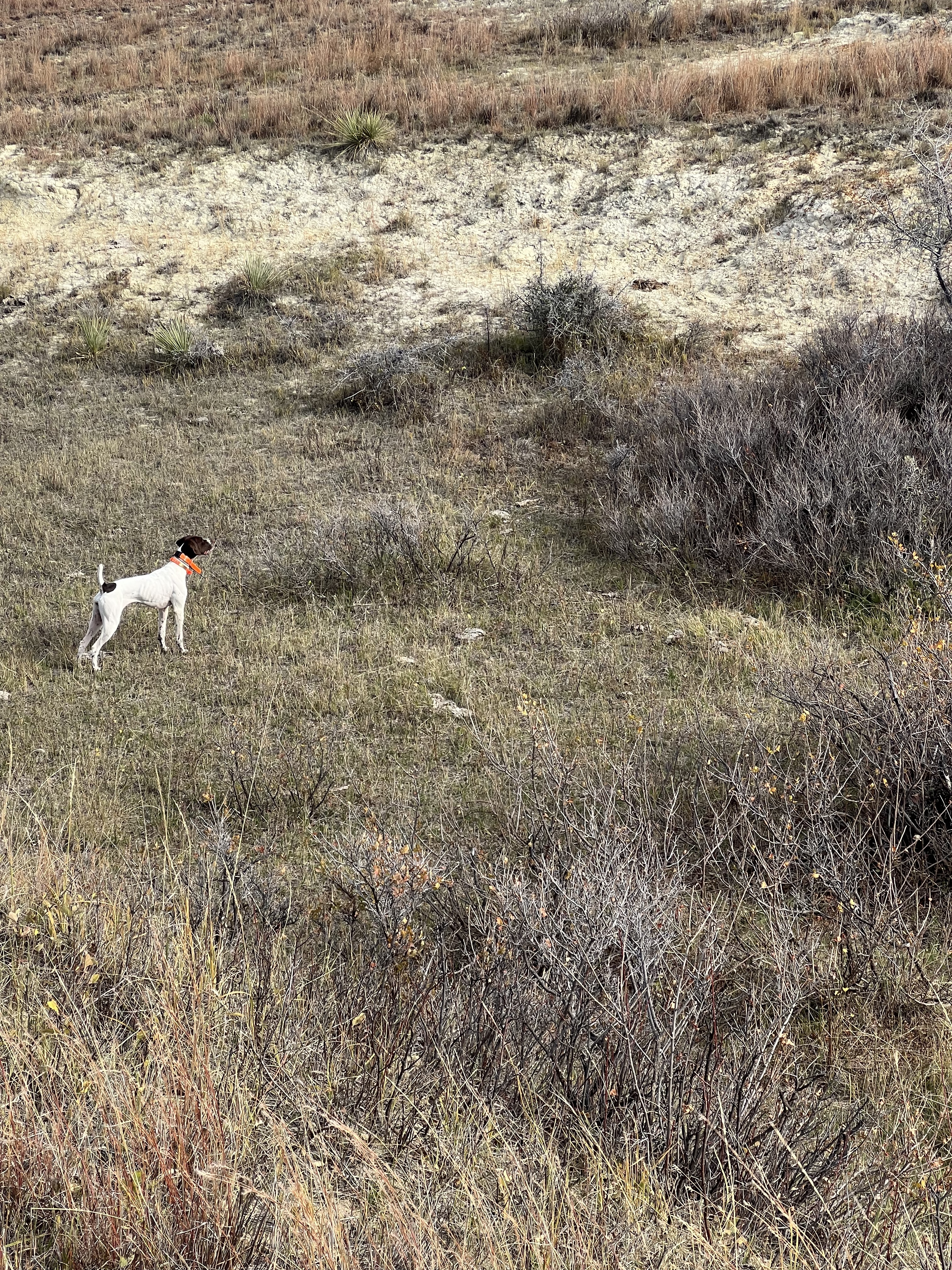 A German Shorthaired Pointer on point on a grassy hillside on the western prairie.