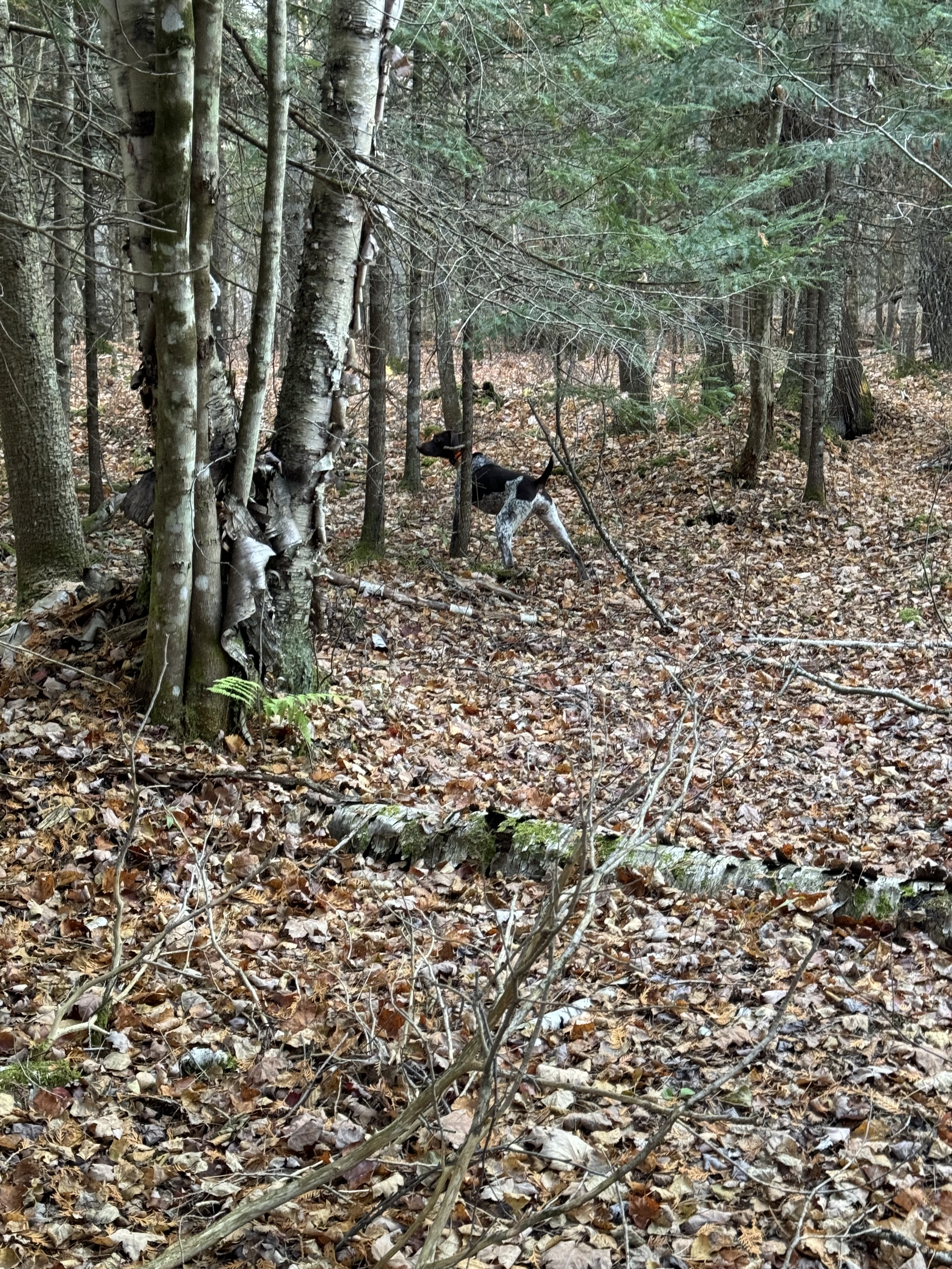 A German Shorthaired Pointer on point deep in a Upper Peninsula birch and pine forest.