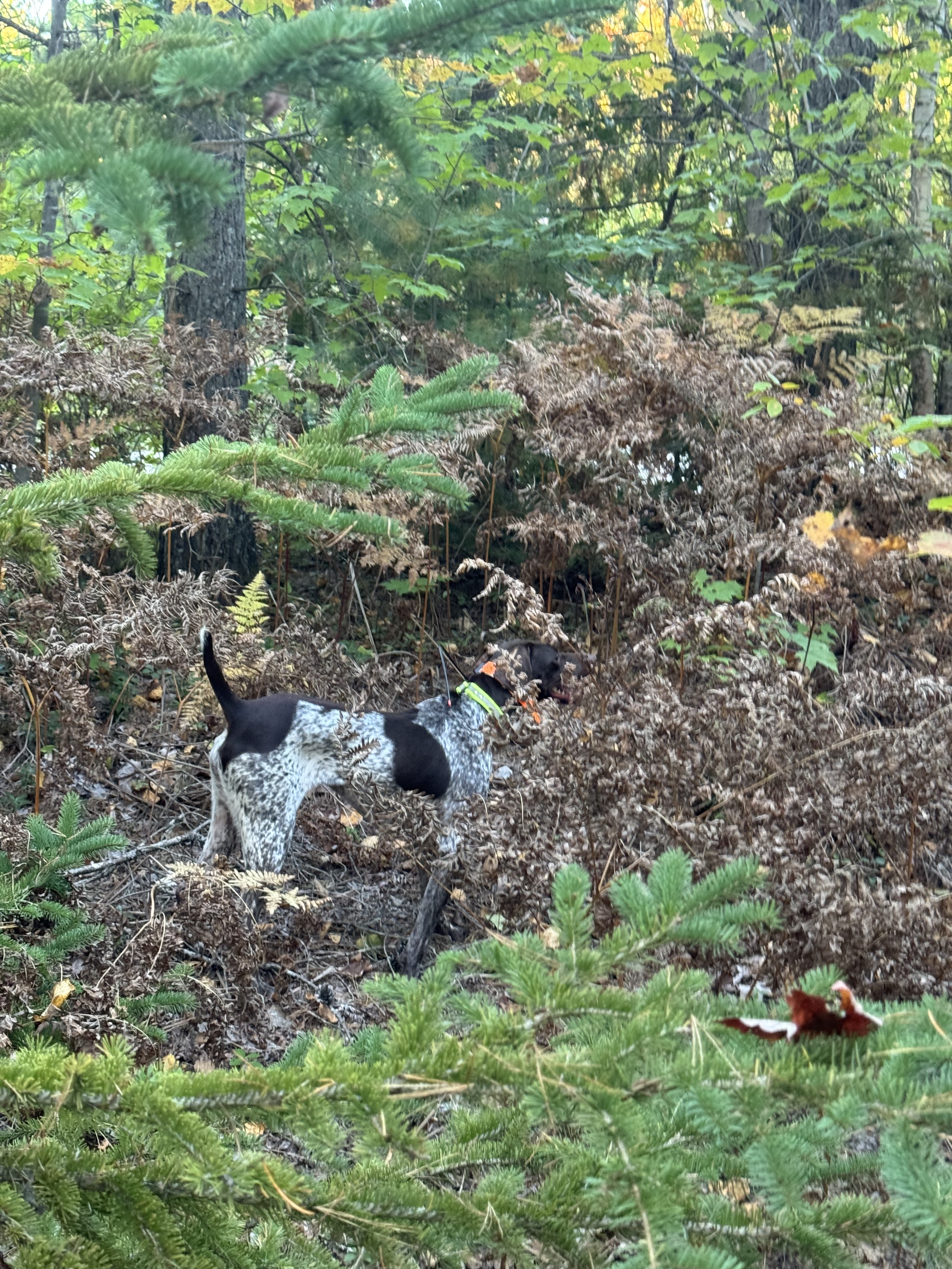 A German Shorthaired Pointer on point in ferns, profile view, Upper Peninsula.