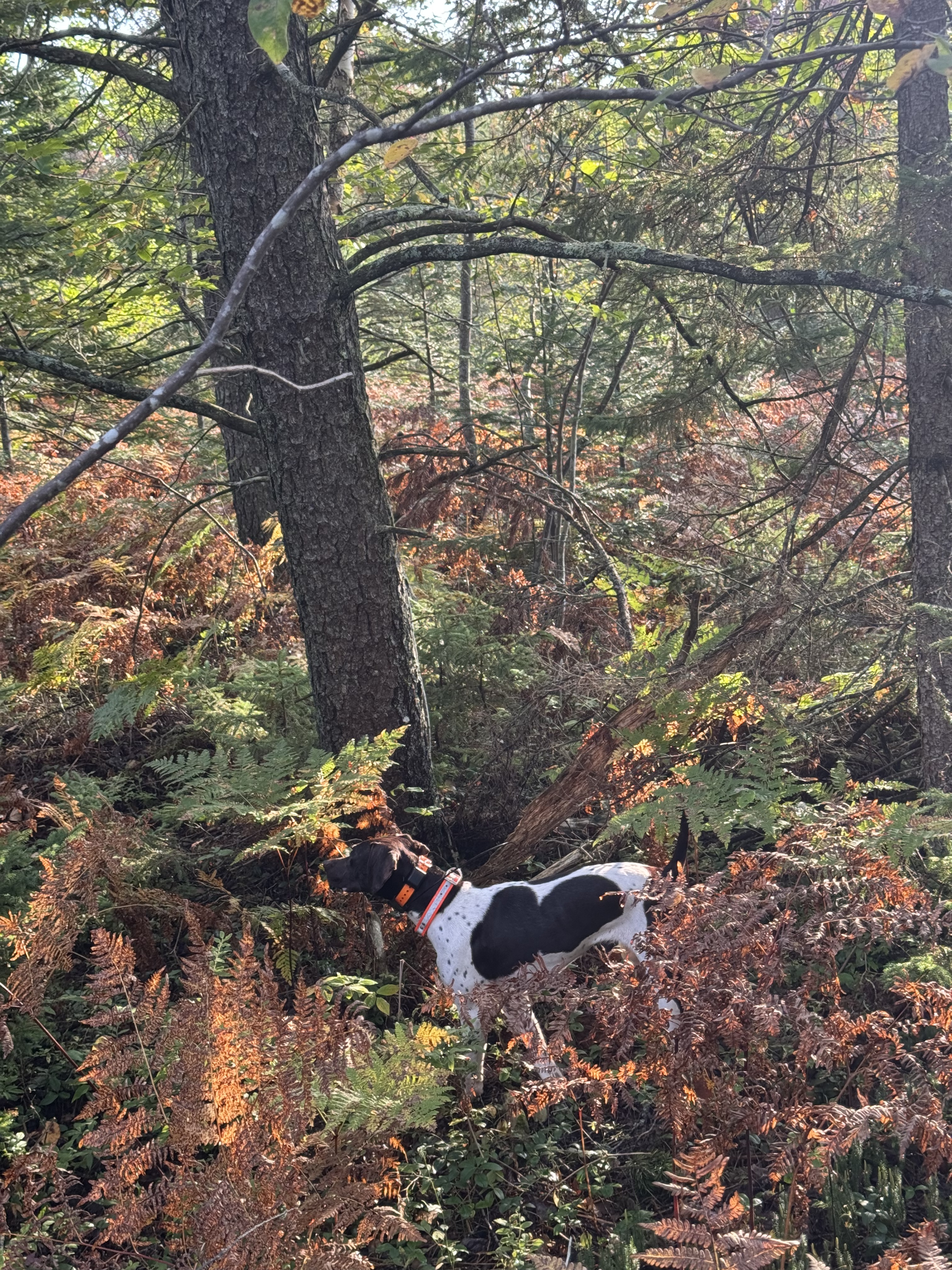 A German Shorthaired Pointer on point in sunlit ferns, tongue out and tail up.