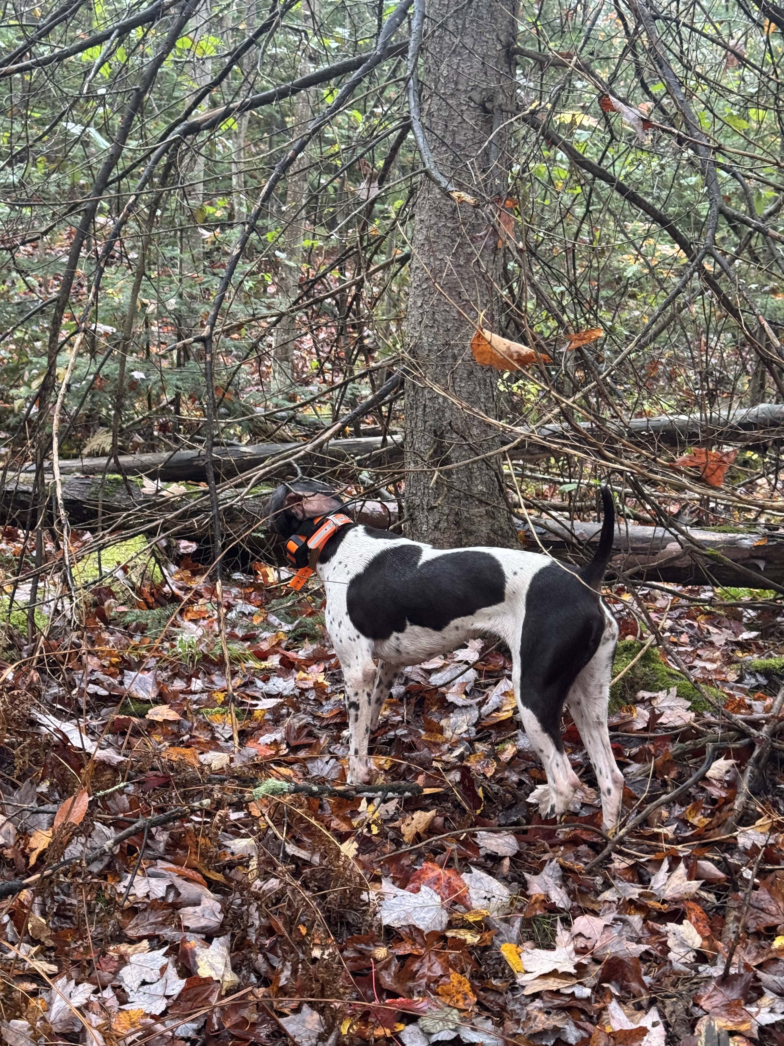 A German Shorthaired Pointer on point in thick Upper Peninsula timber.