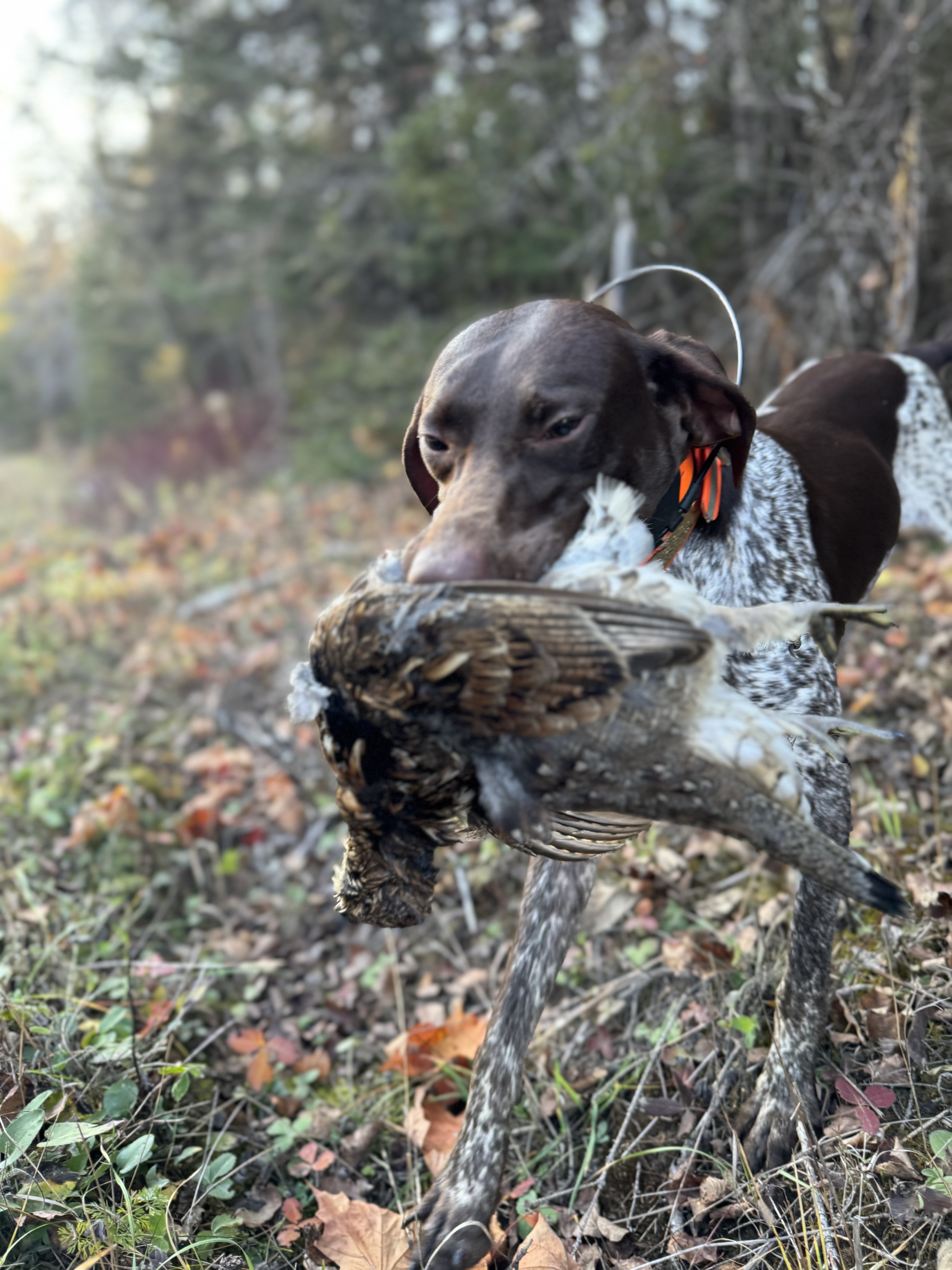 Close-up of a German Shorthaired Pointer nose to nose with a sharptail grouse.