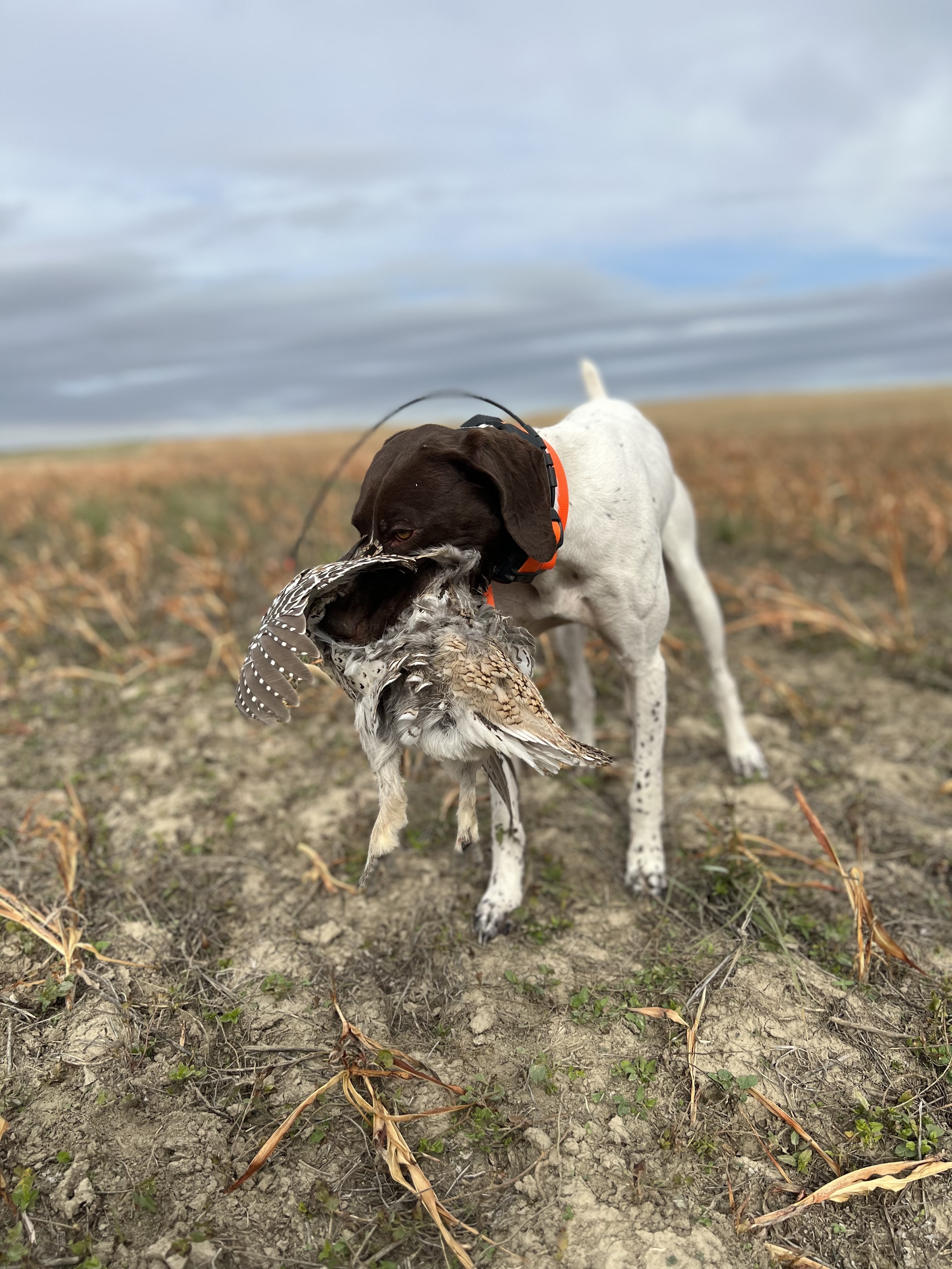 Low angle photo of a German Shorthaired Pointer retrieving a sharptail through prairie brush.