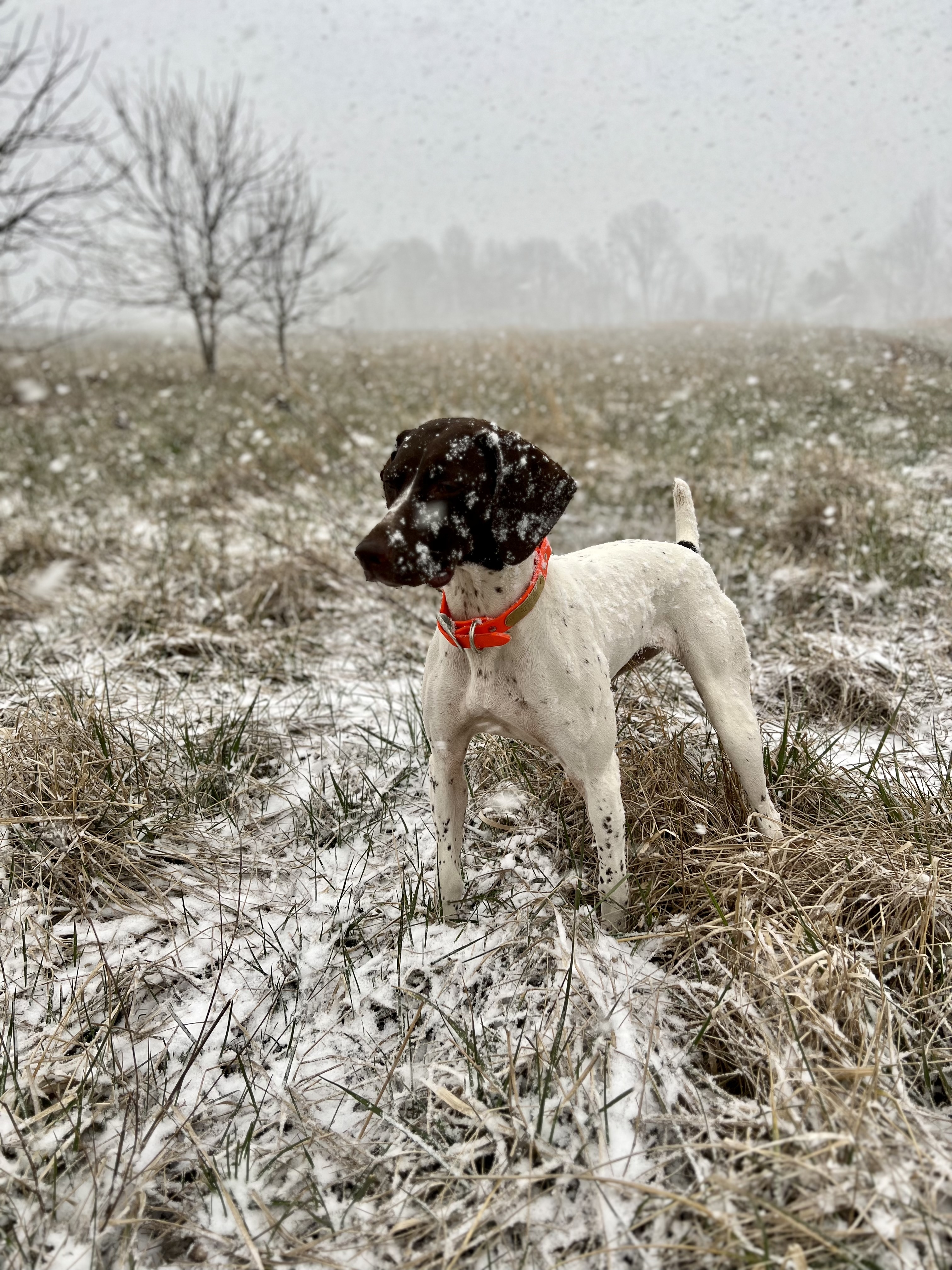 A German Shorthaired Pointer stands in a snowy field, snowflakes on its face.