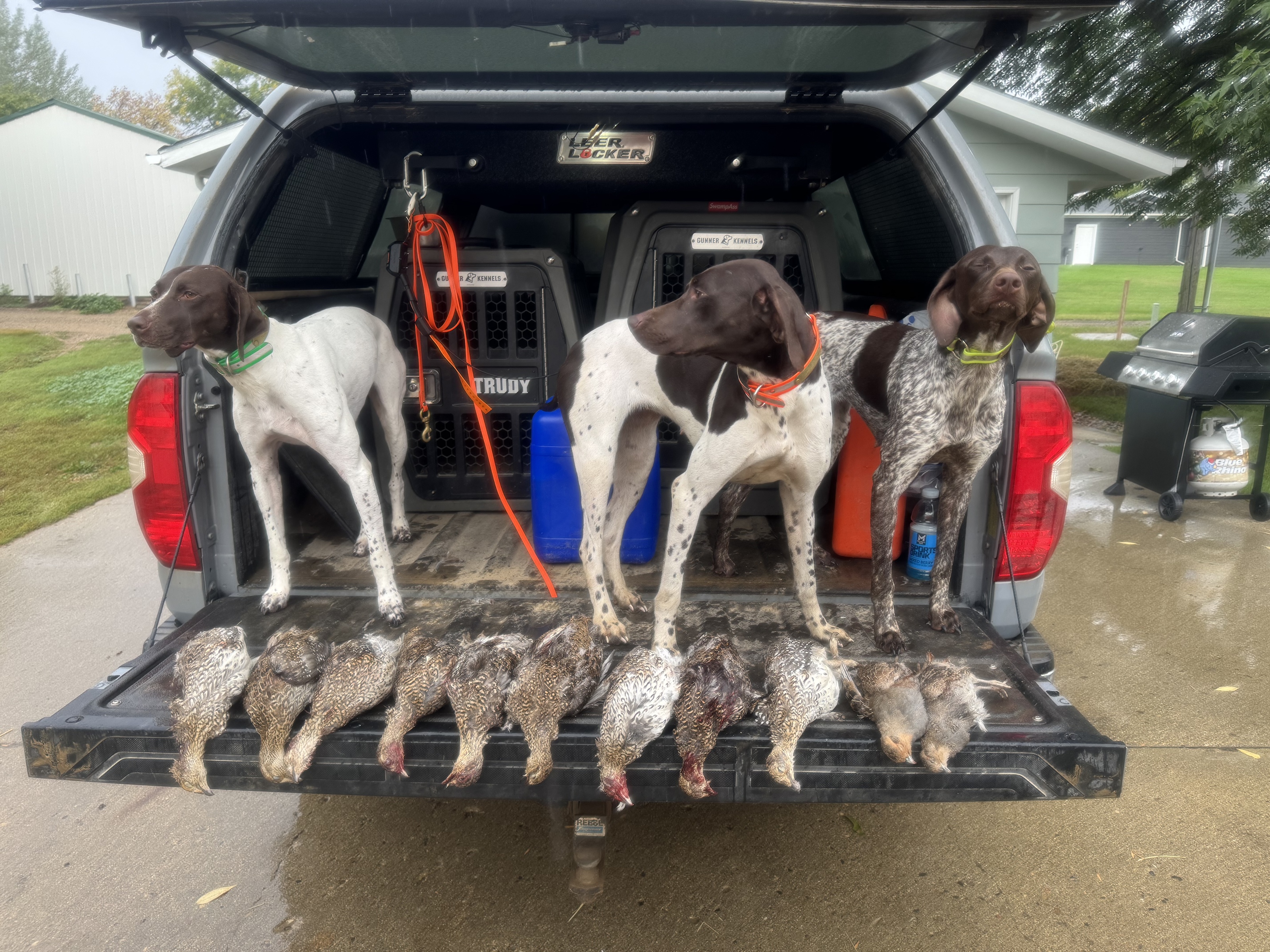 Three German Shorthaired Pointers stand on a tailgate above a full morning's harvest of grouse, sharpies, and Huns.