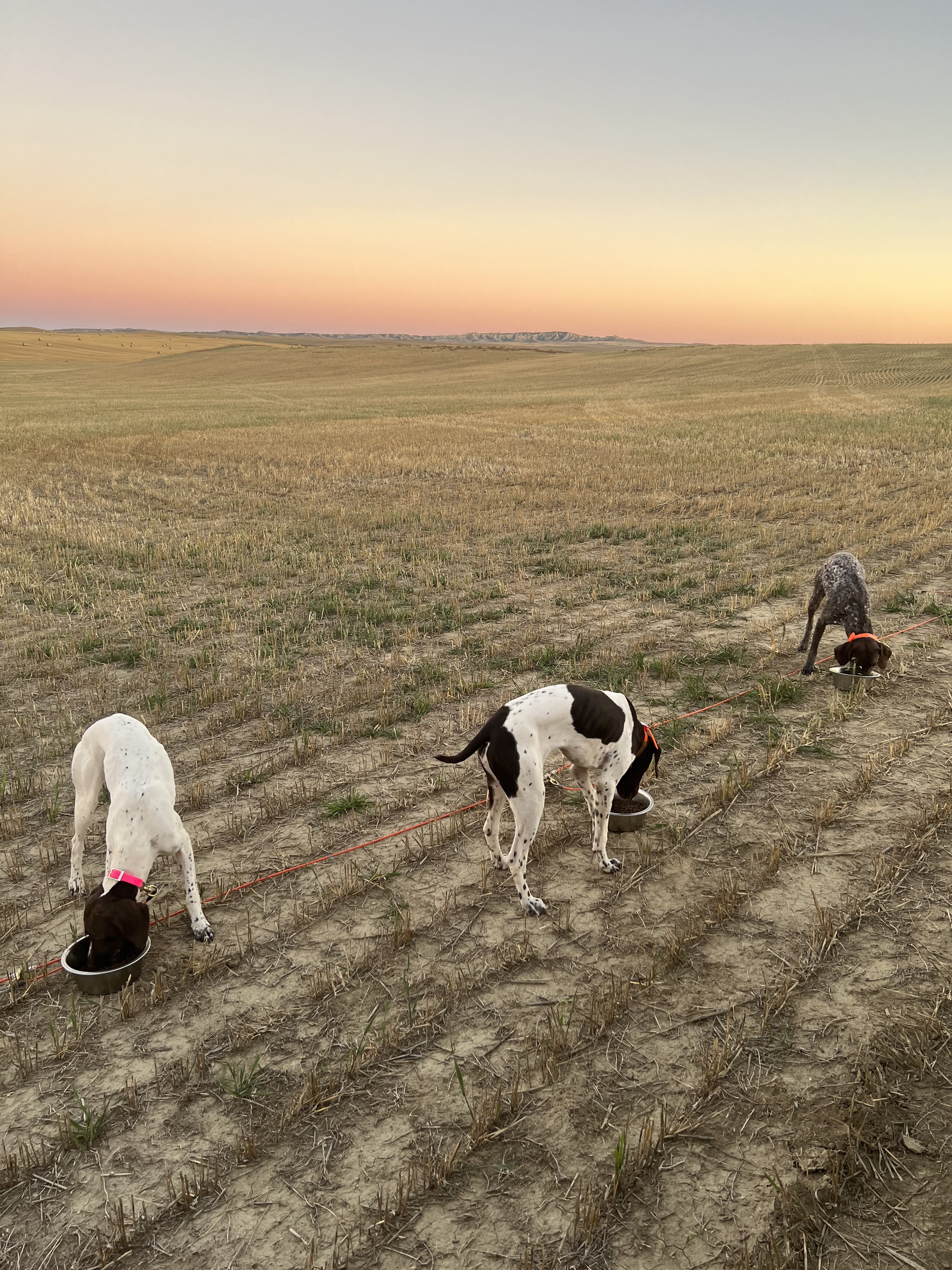 Three German Shorthaired Pointers on a western prairie stubble field at sunset, rolling hills to the horizon.