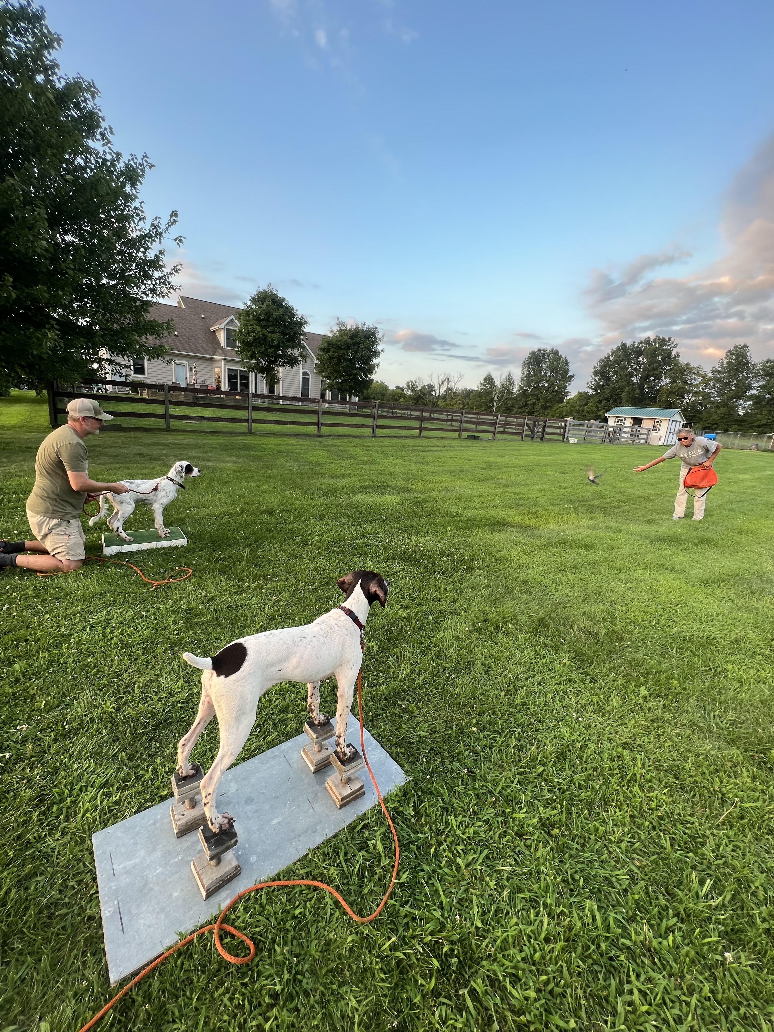 Two GSPs on whoa boards during a backyard training session at dusk.