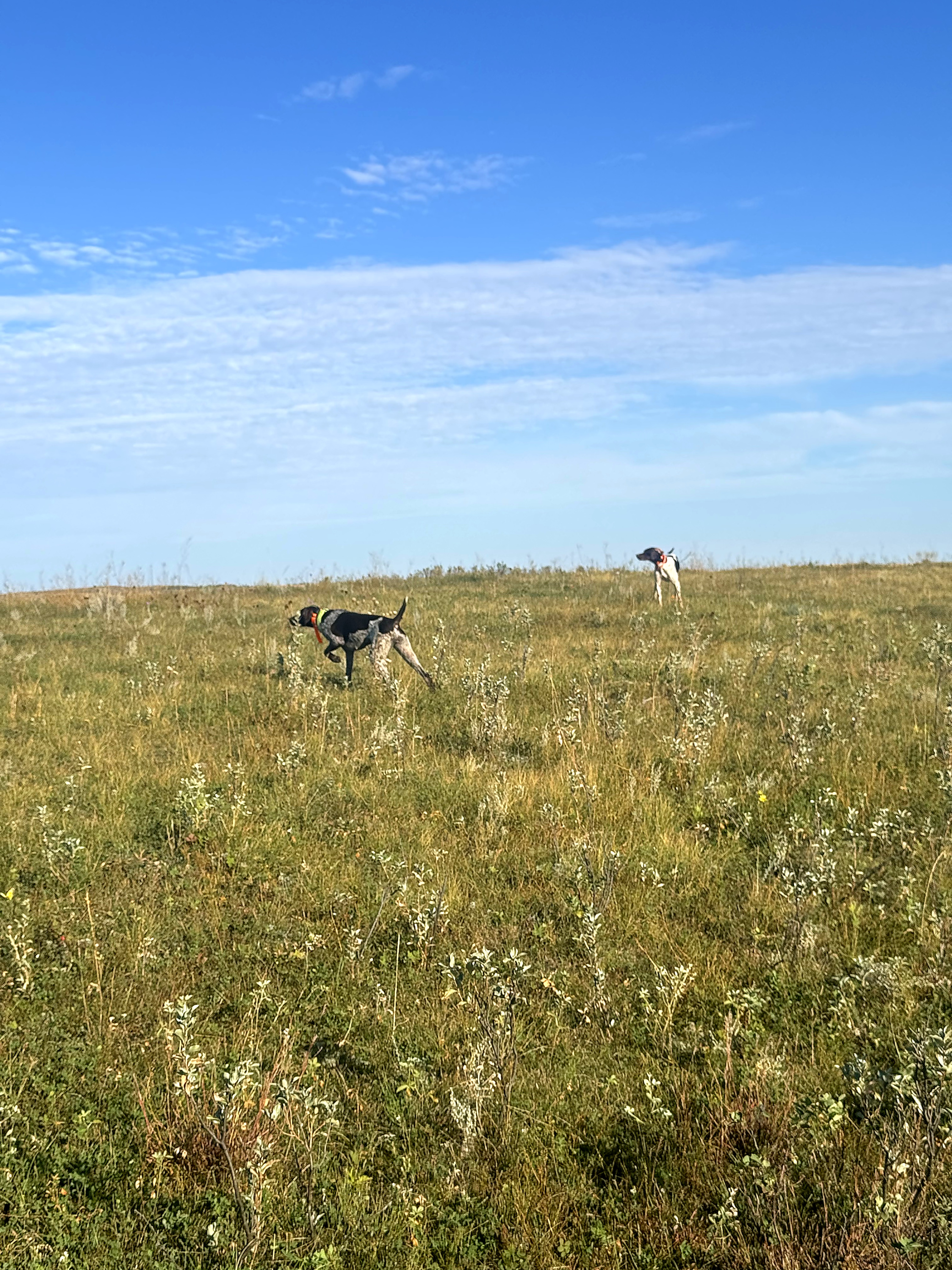 Two German Shorthaired Pointers work a sunny prairie hillside under a wide blue sky.