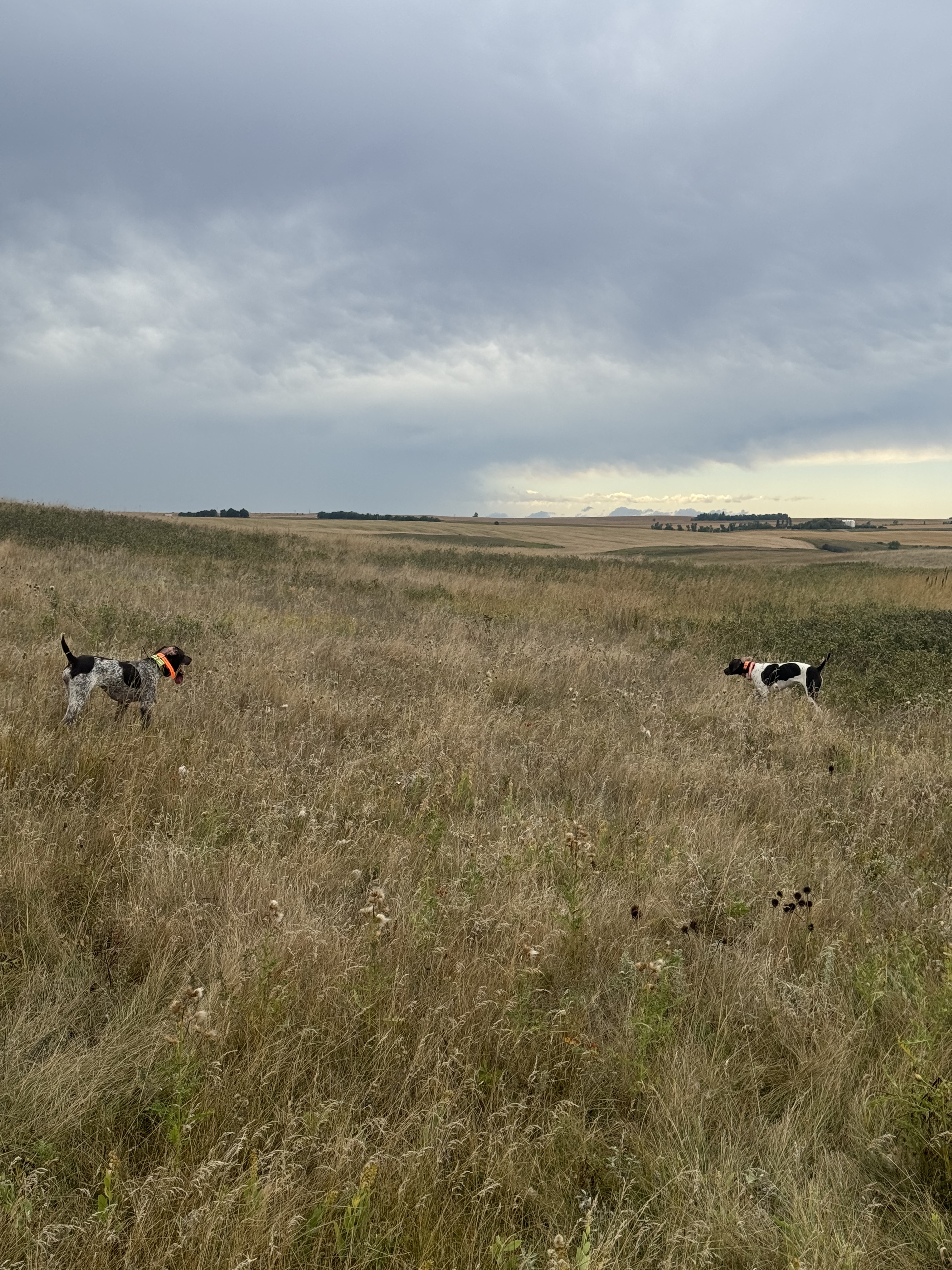 Two German Shorthaired Pointers work a stubble field under a cloudy prairie sky.