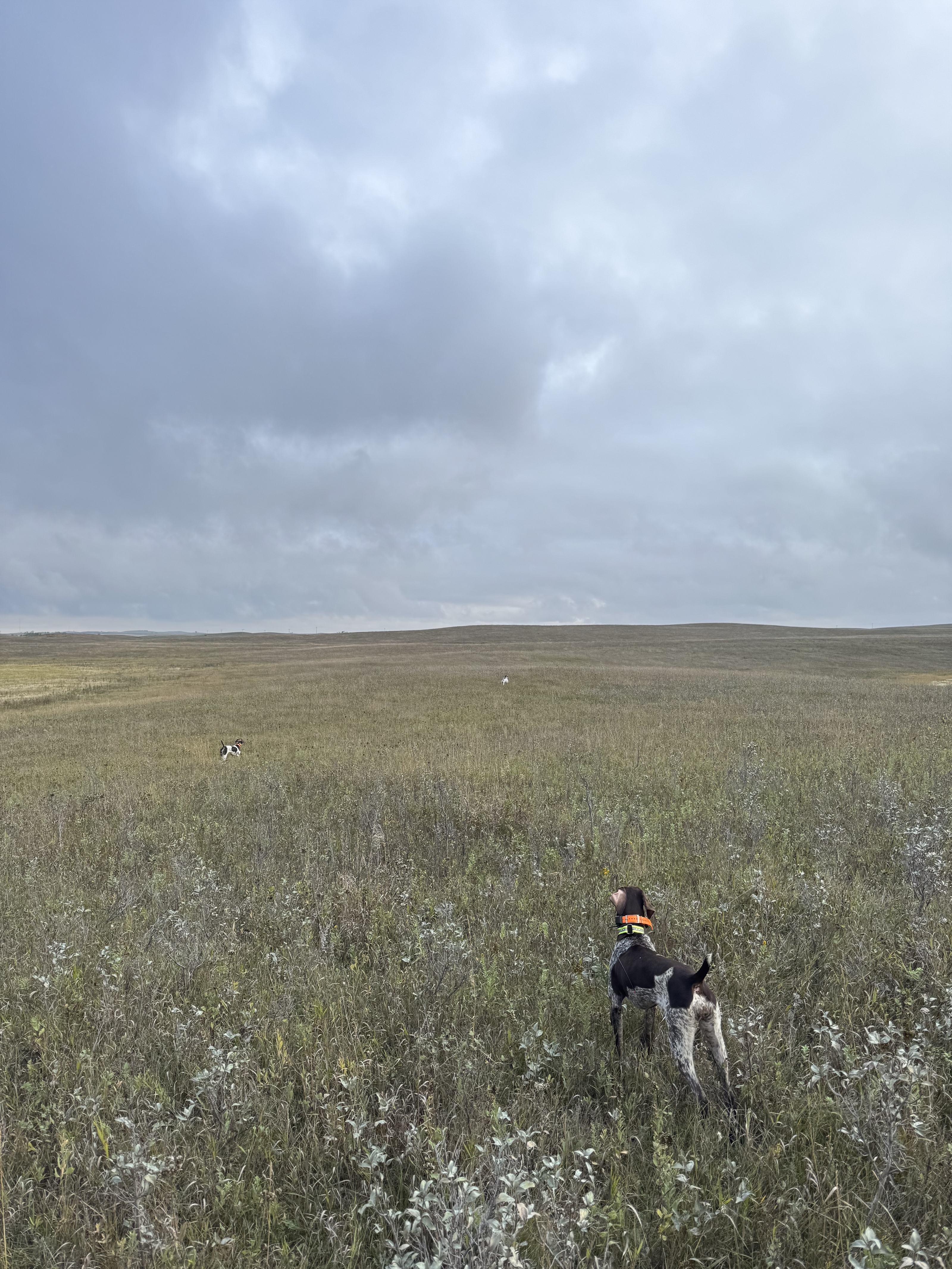 Three German Shorthaired Pointers work a vast North Dakota prairie hillside, two barely visible as distant specks under a cloudy sky.